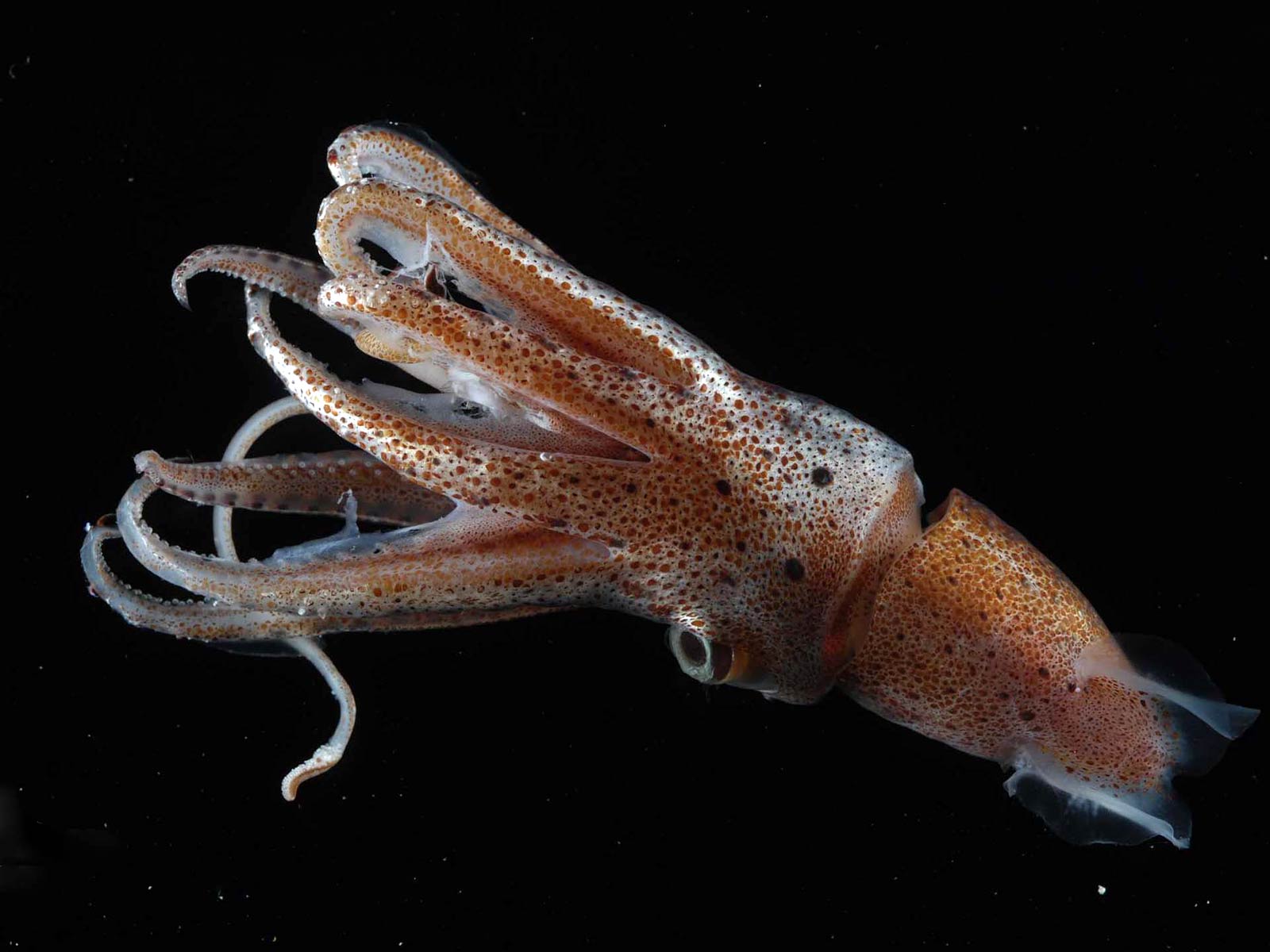 Squid Pictures
