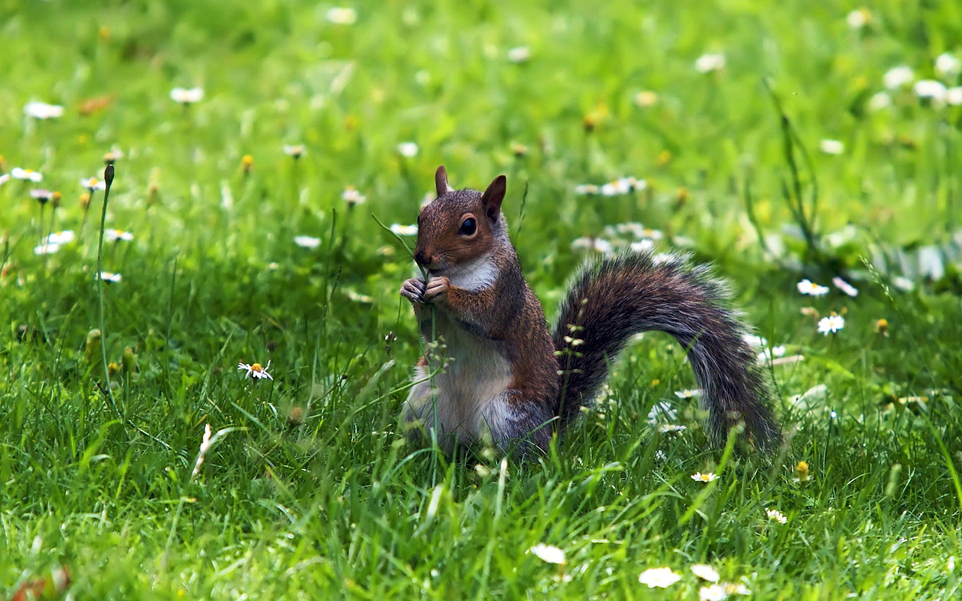 Squirrel grass
