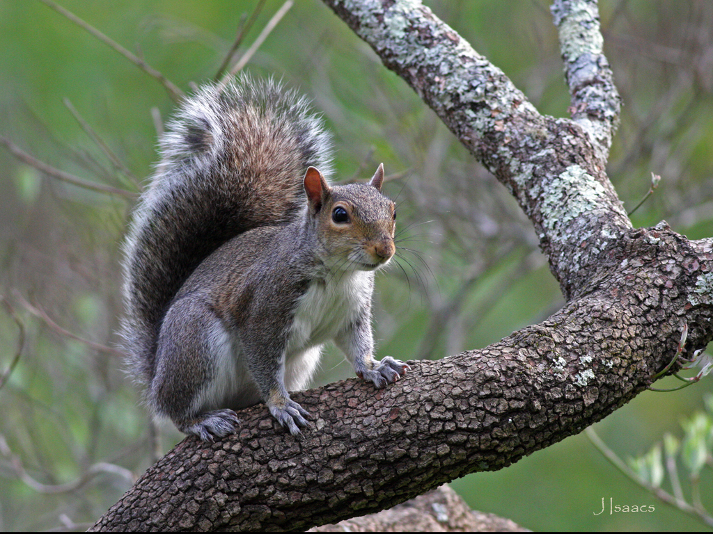 Gray squirrel on a tree branch.