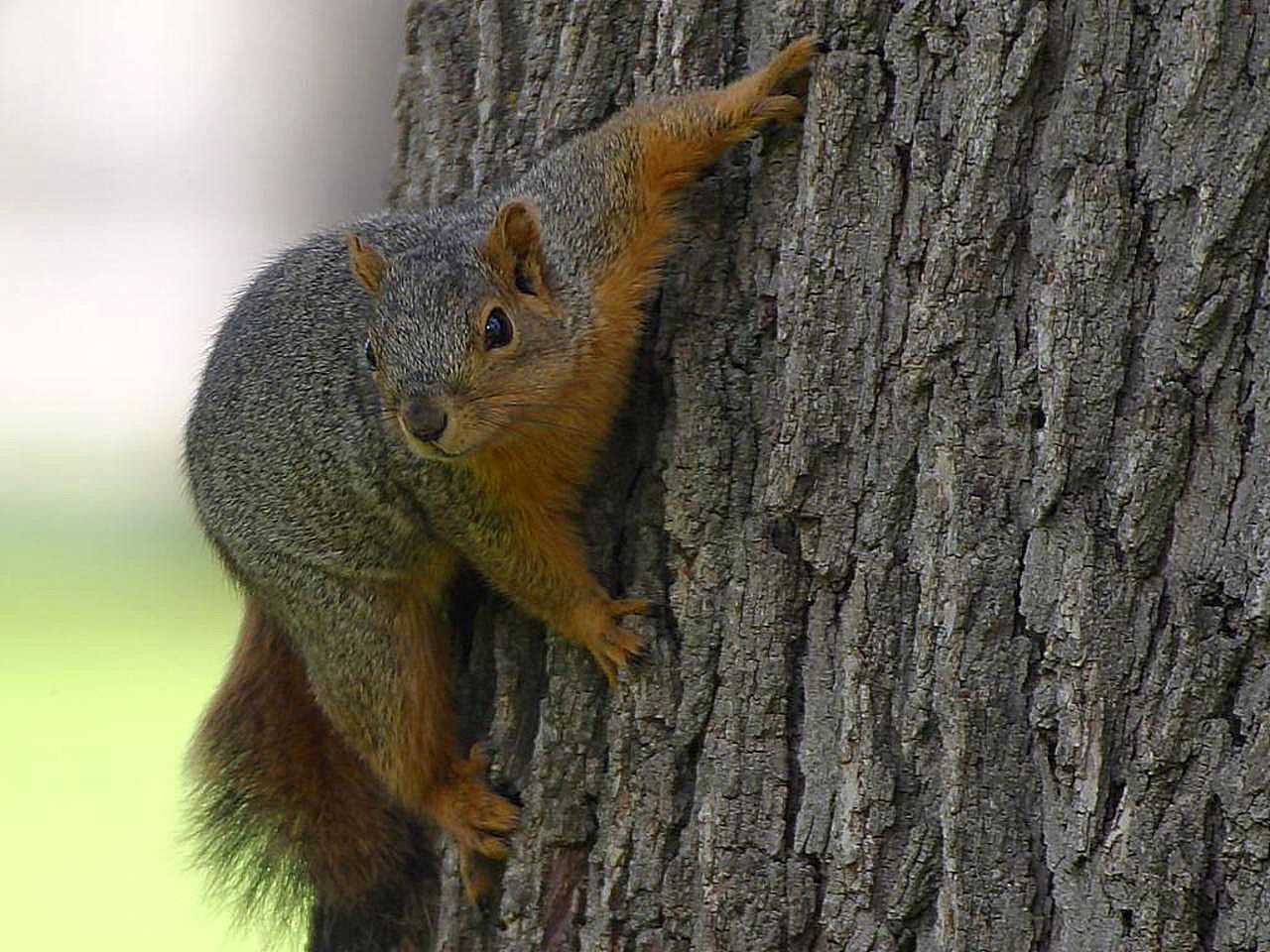 squirrel-on-tree