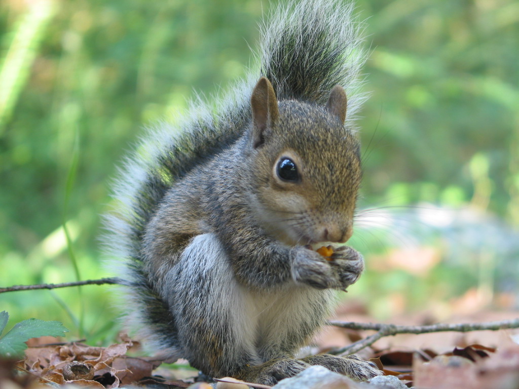 When squirrels sense danger they remain motionless. If on the ground they will run to a nearby tree and climb to safety. If already in a tree they will ...