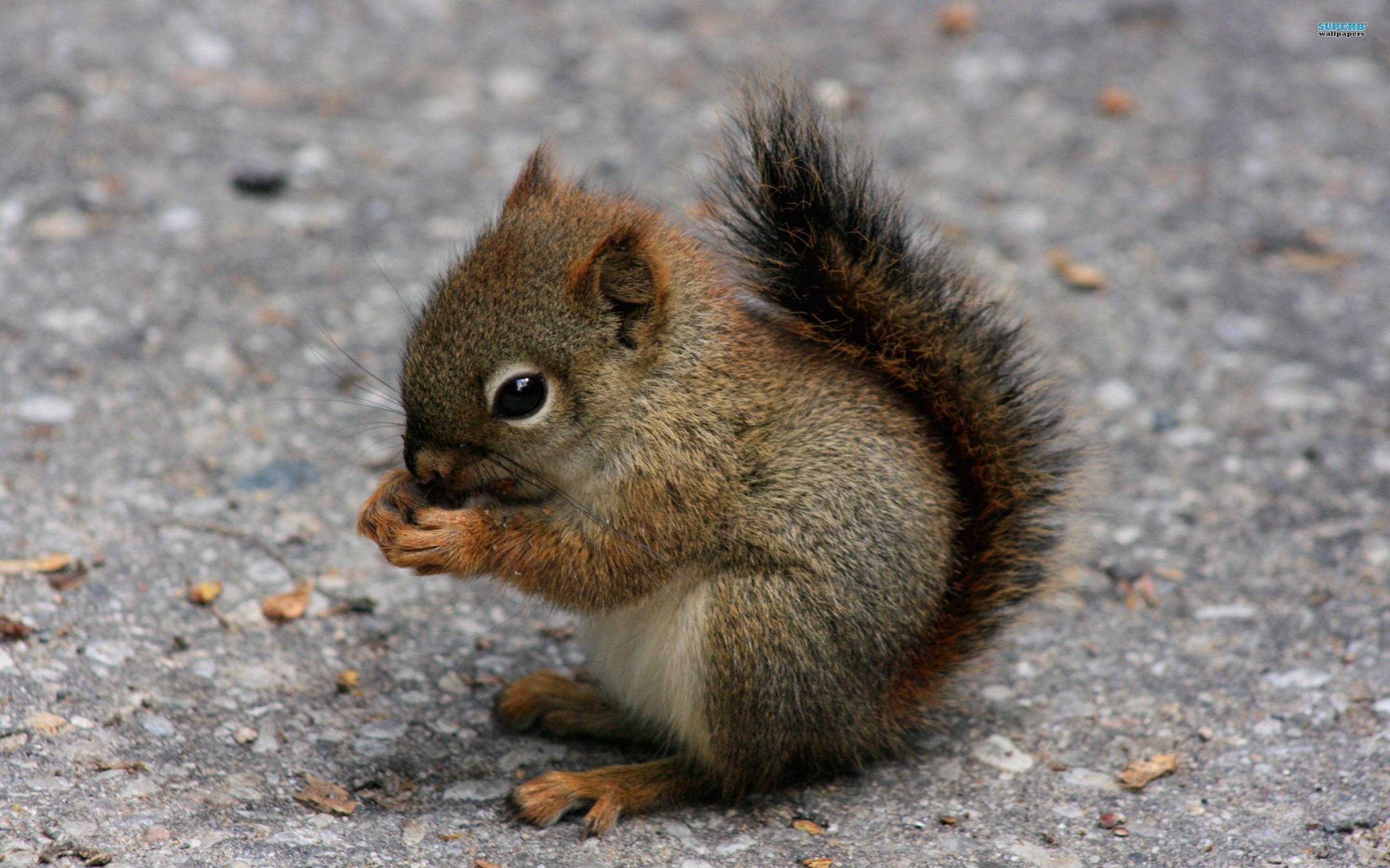 Cute Baby Squirrel Wallpaper 39781