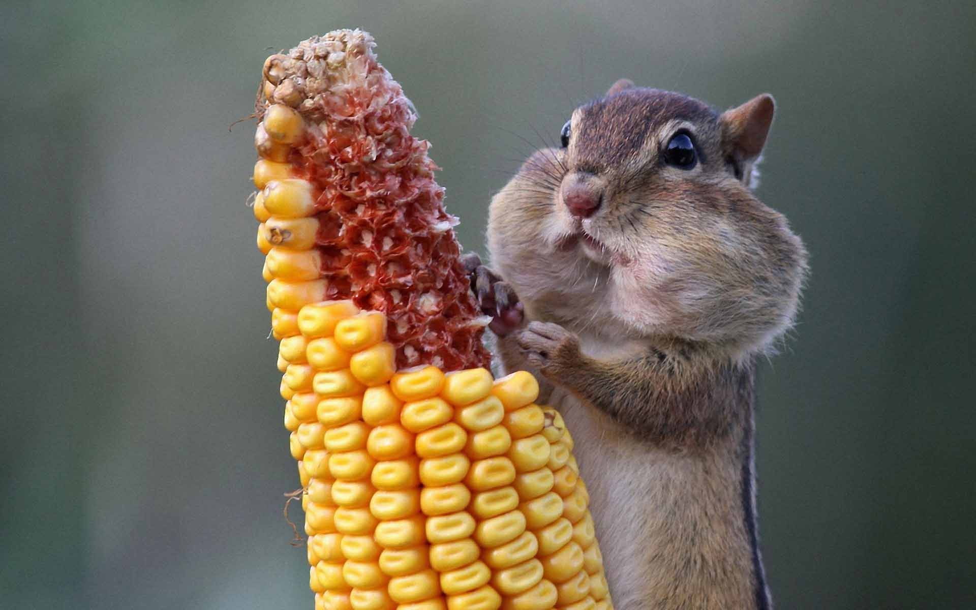 Squirrels Eating Corn