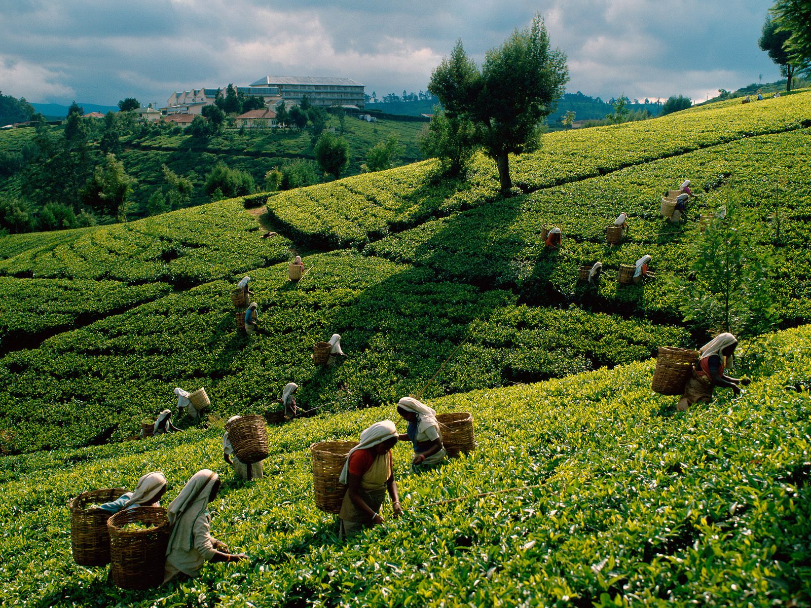 Tea Harvest Sri Lanka
