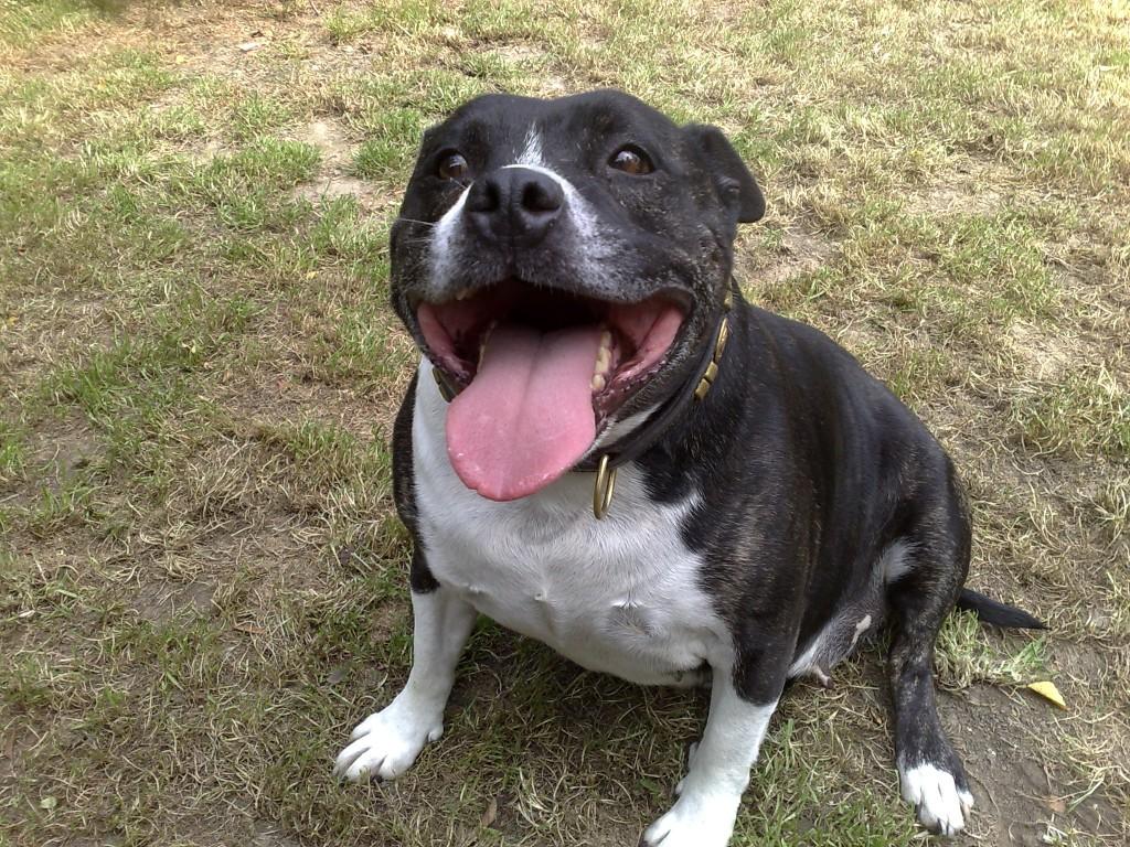 Staffordshire Bull Terrier pictures