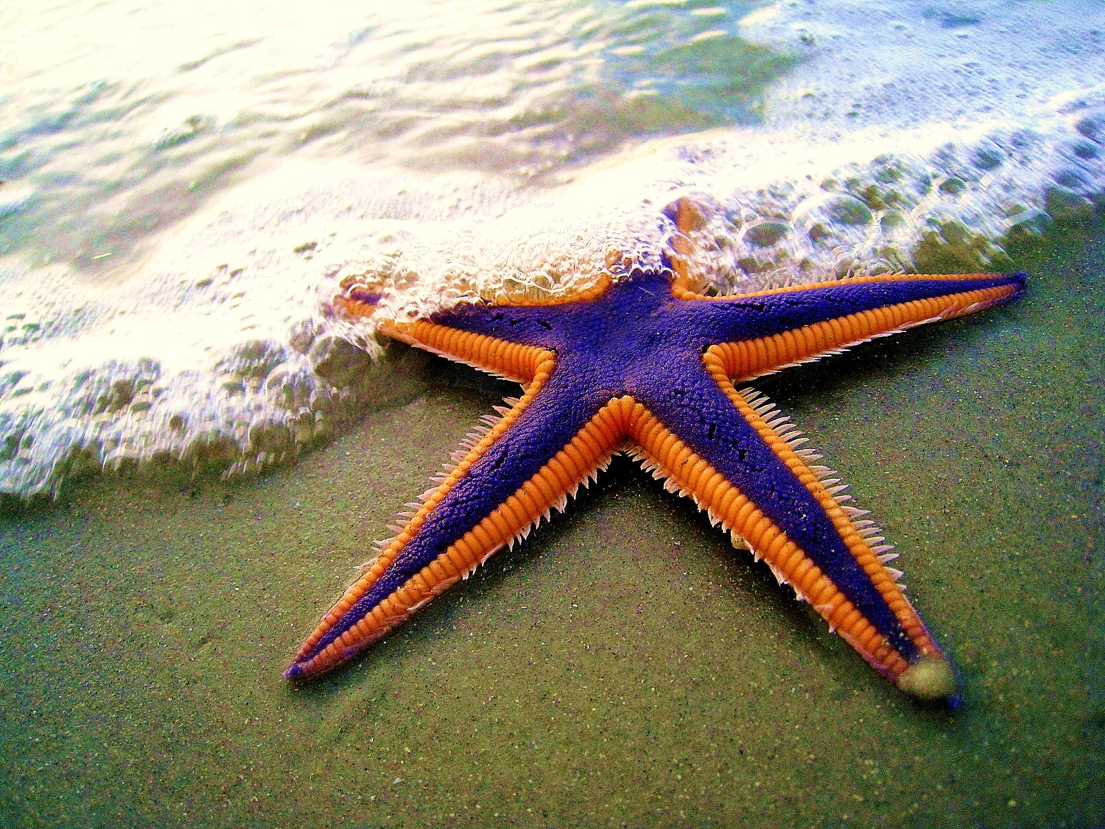 Royal starfish