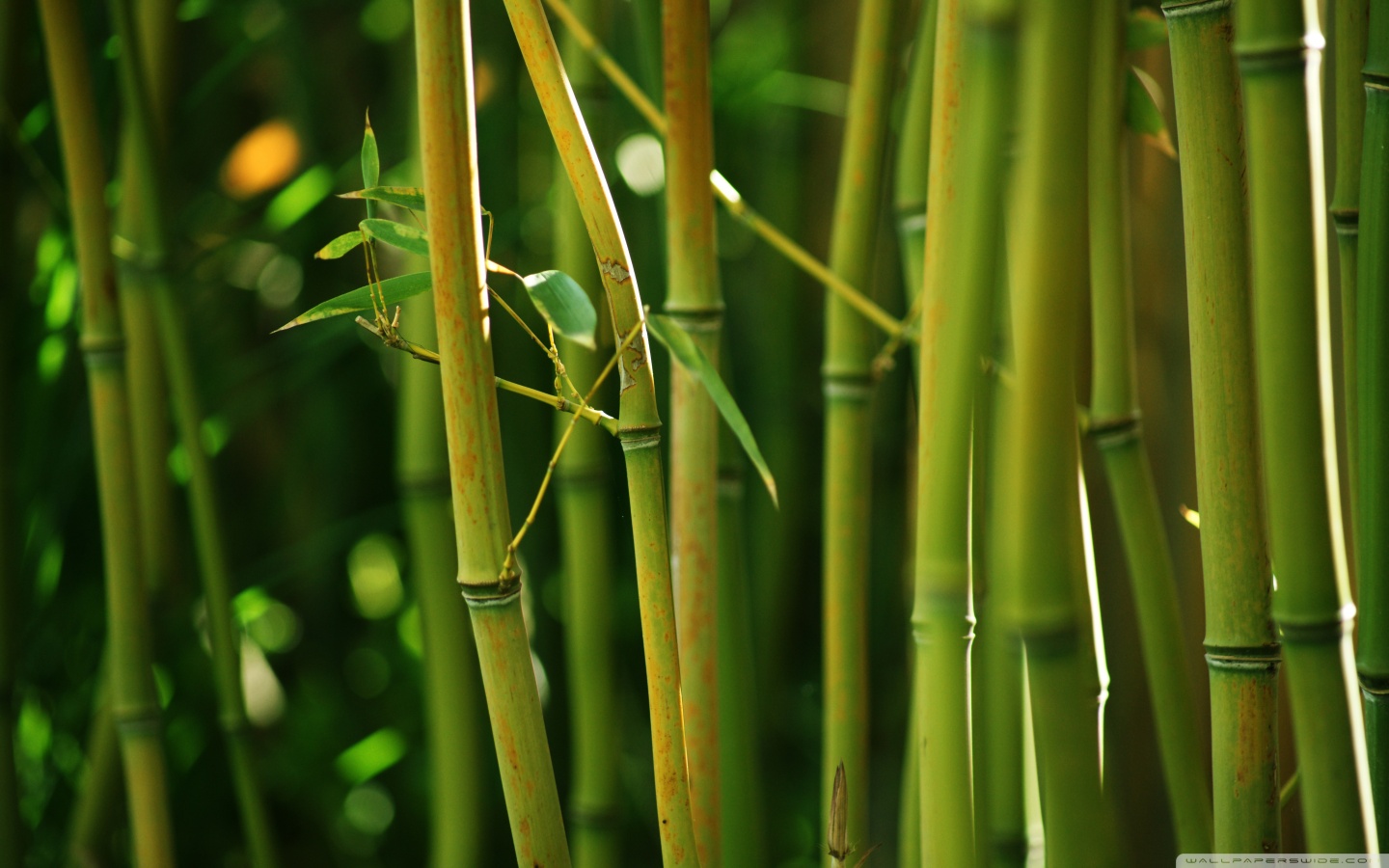 Stems Bamboo