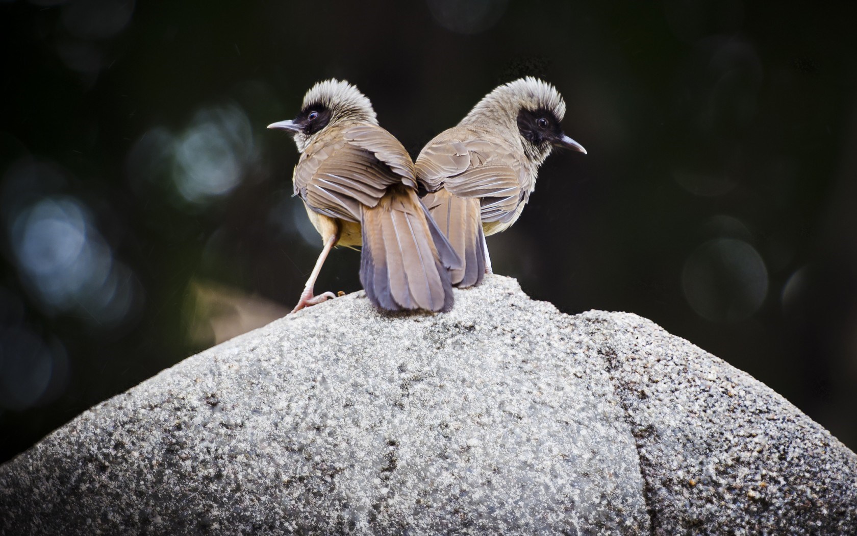 Stone Birds