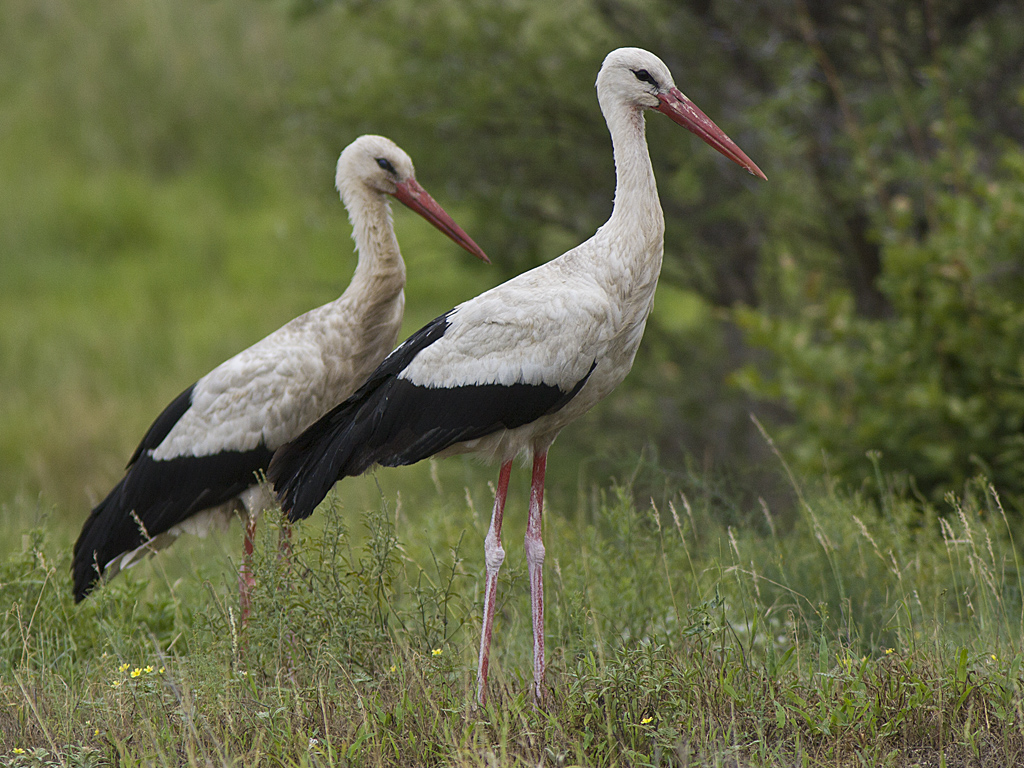 A Pair of White Storks in the veld