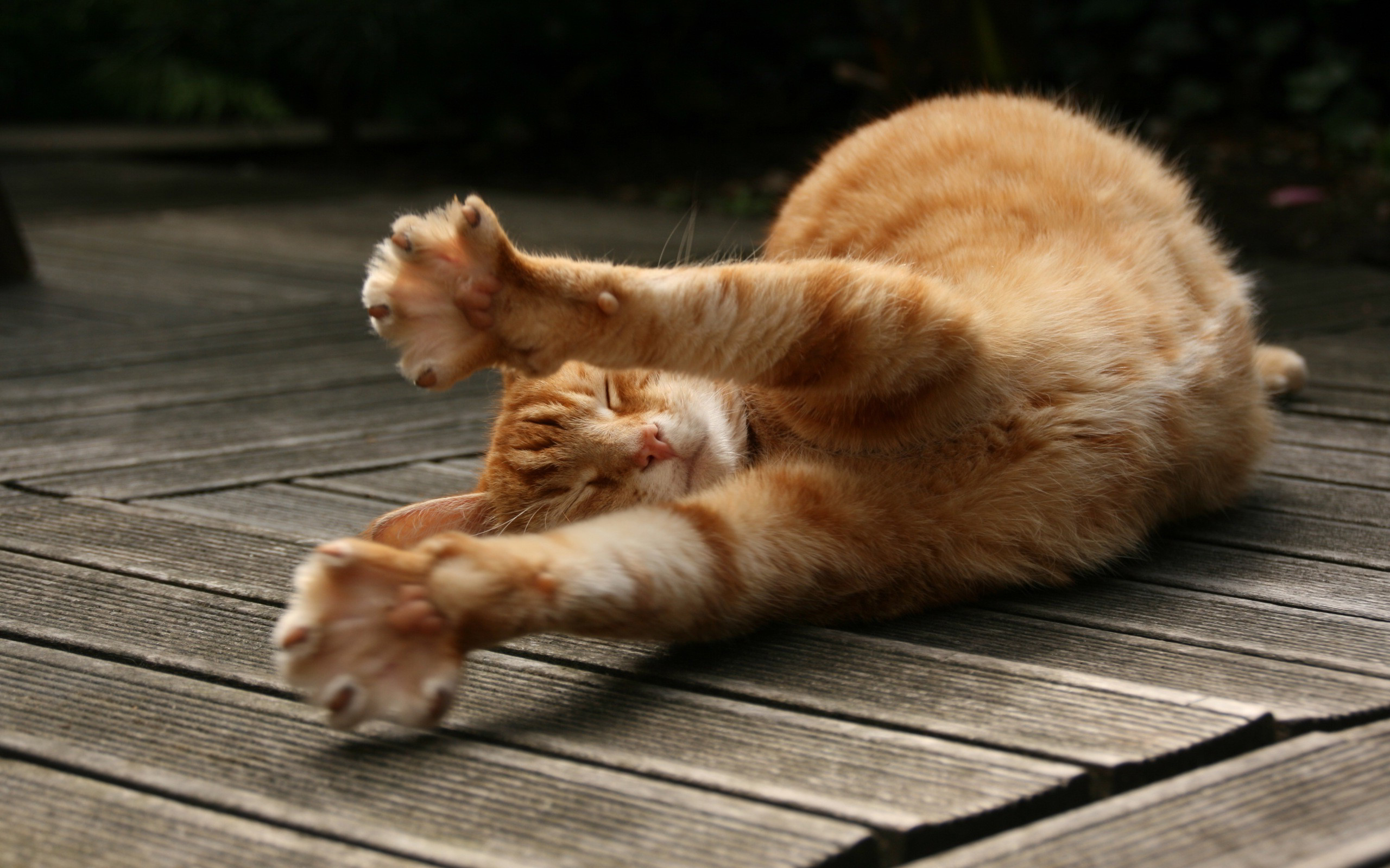 Stretching cat