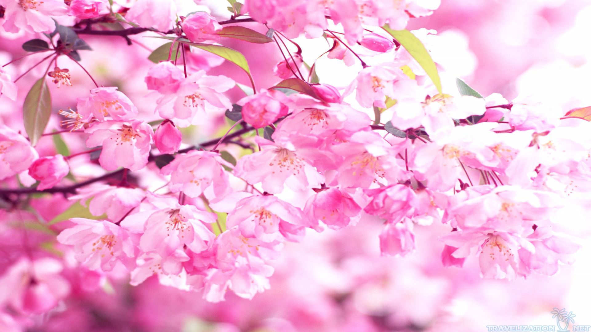 Cherry Blossom Wallpaper Stunning Awesome Photos 16054