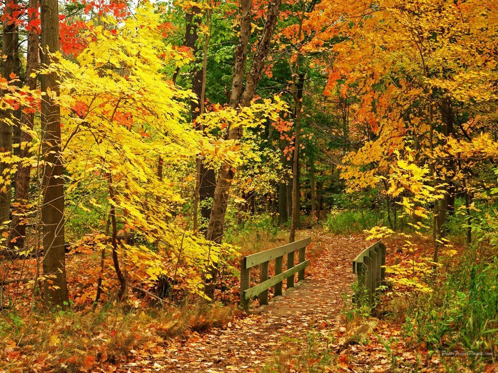 Stunning Fall Backgrounds
