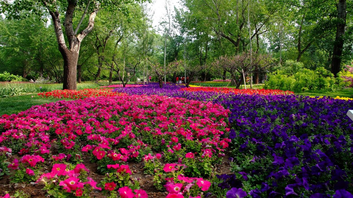Stunning Flower Landscape