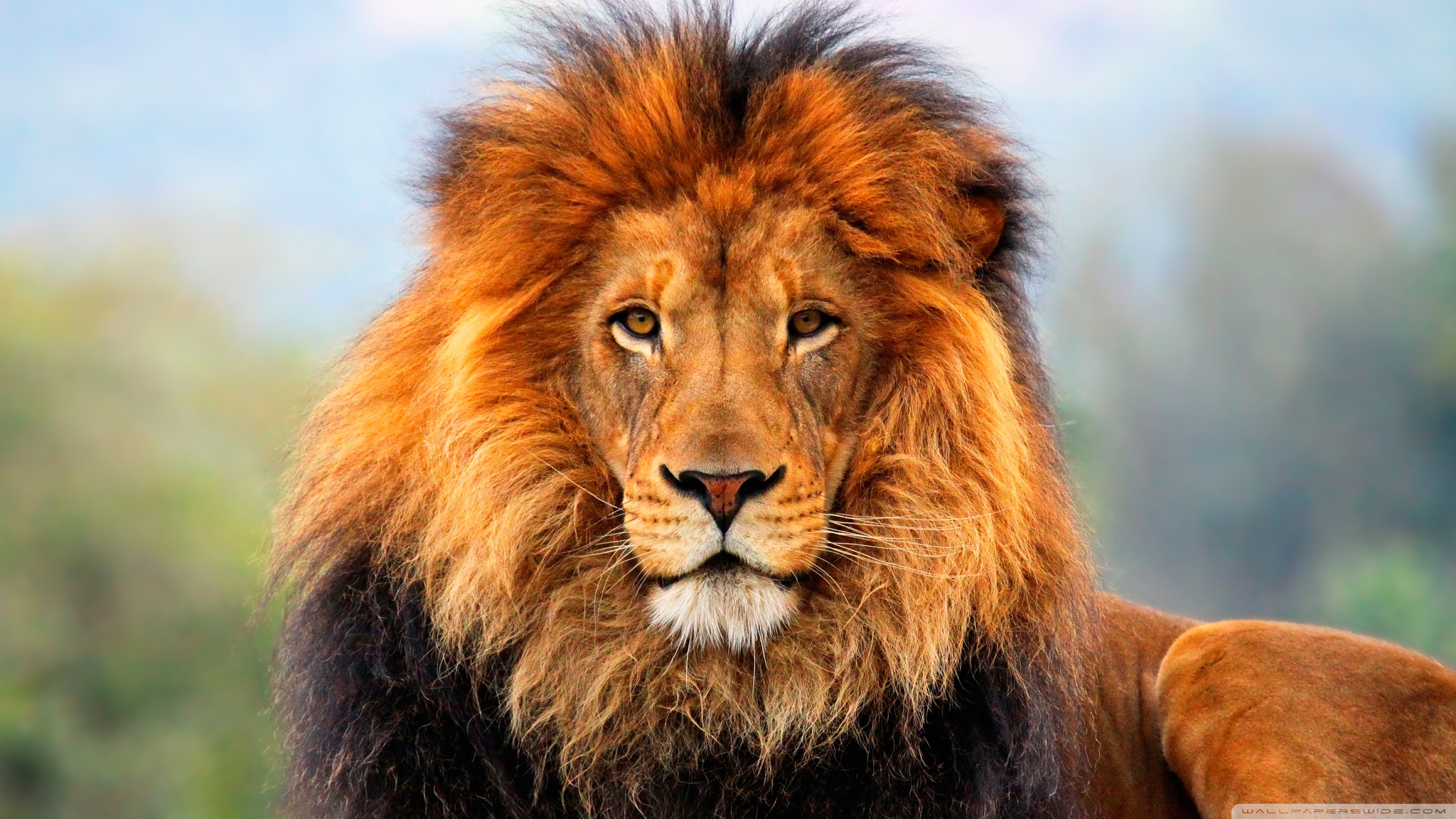 Stunning Lion Wallpaper