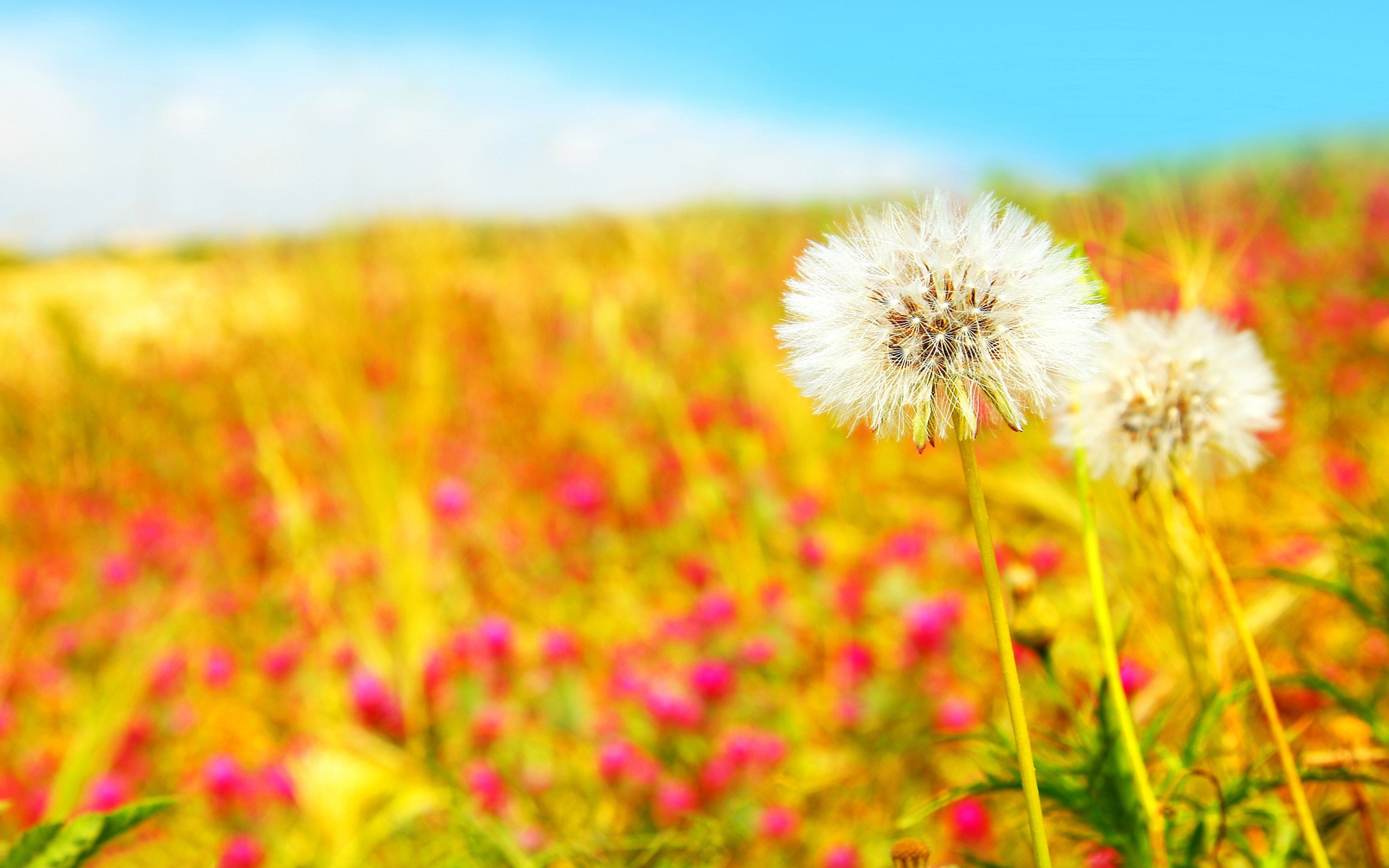 Summer blurred dandelions