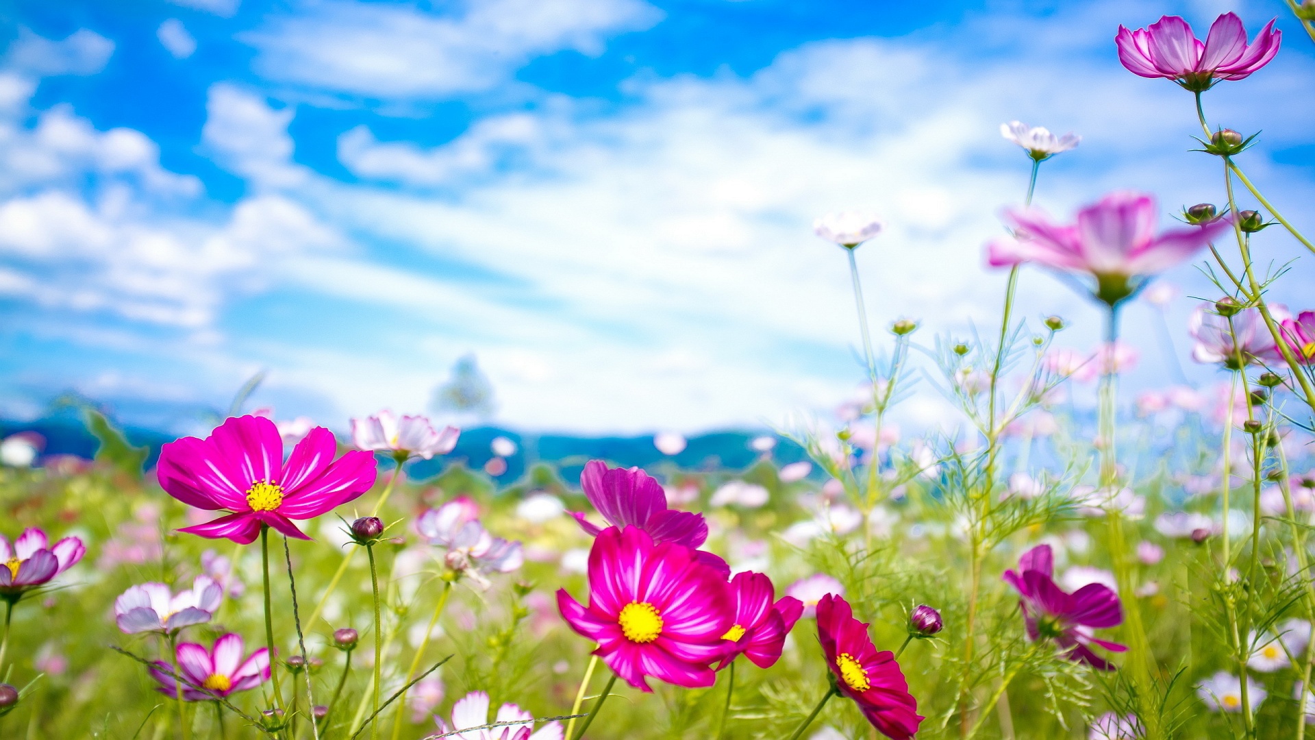 Image for Free Summer Flowers Desktop Wallpaper