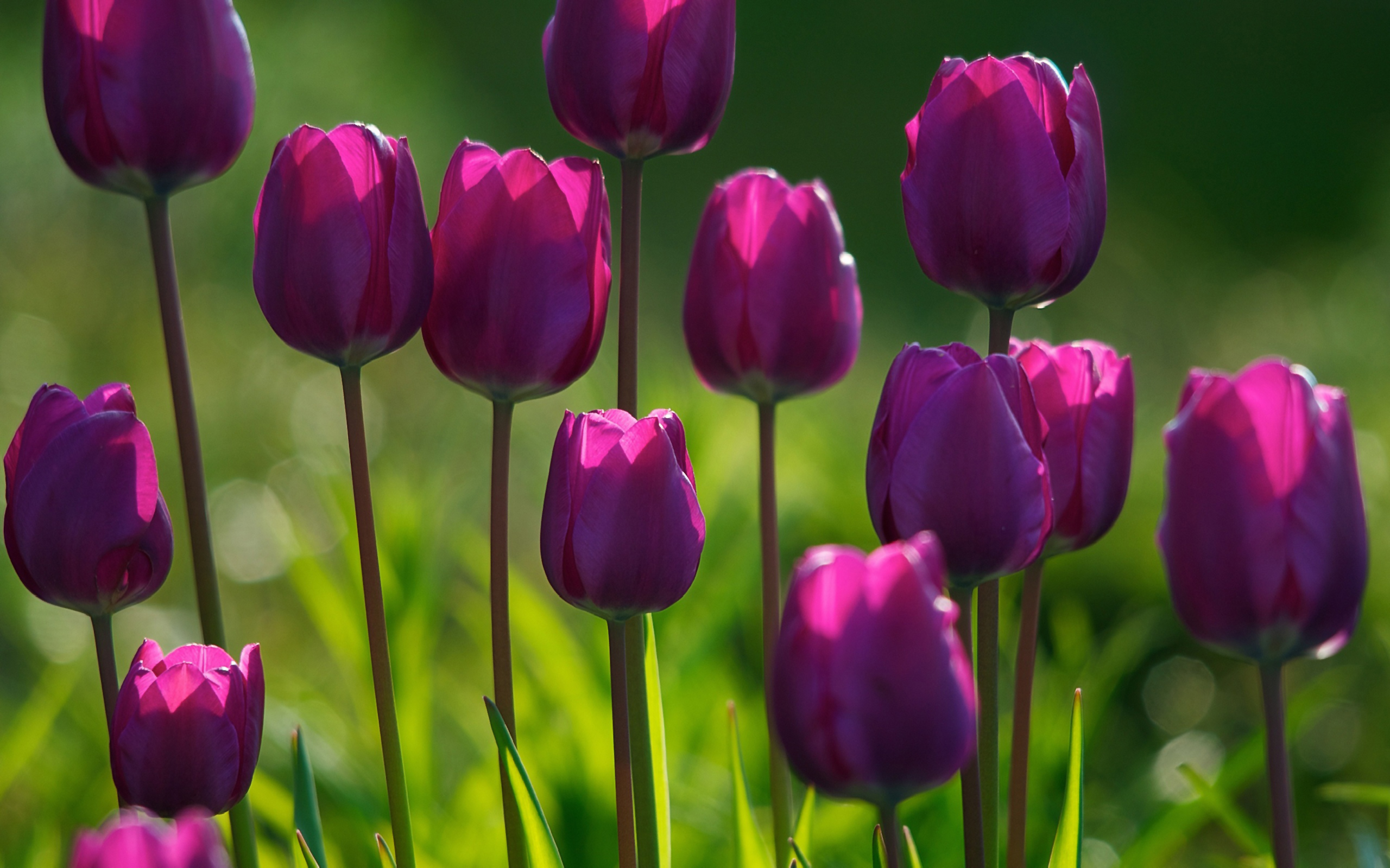 Summer purple tulips