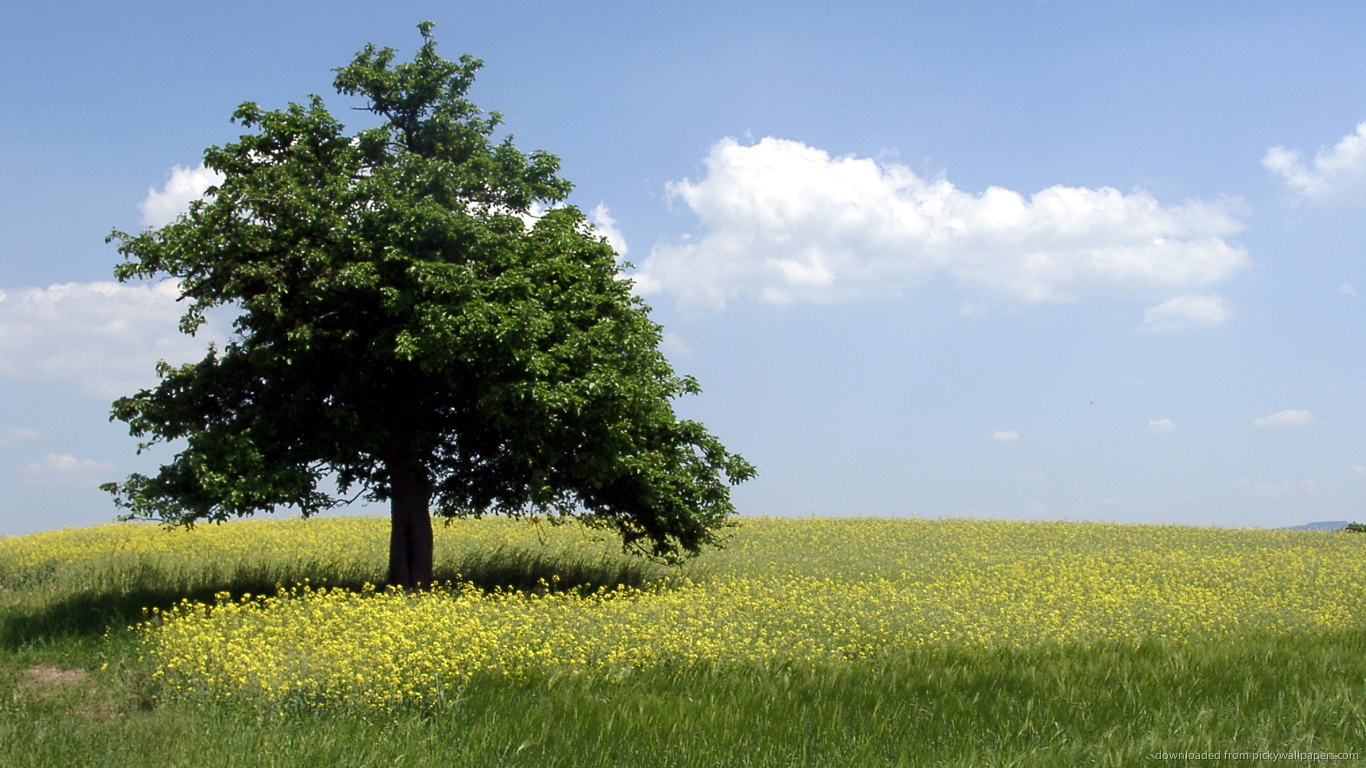 ... Summer Tree for 1366x768