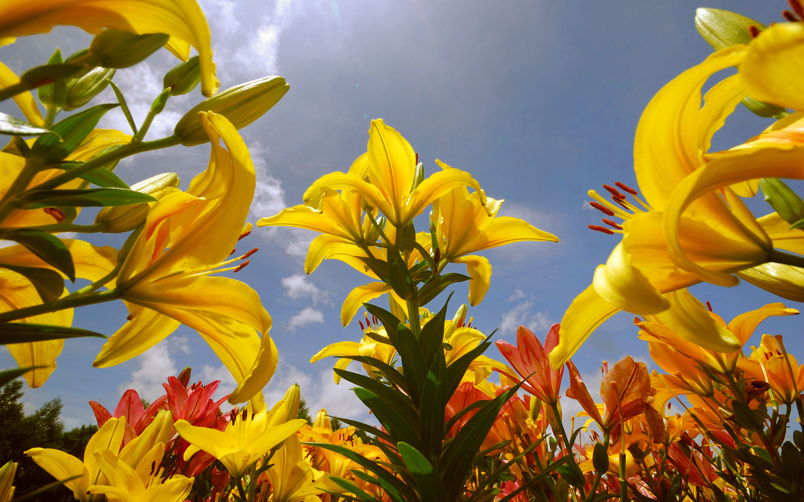 Summer yellow lily flower field
