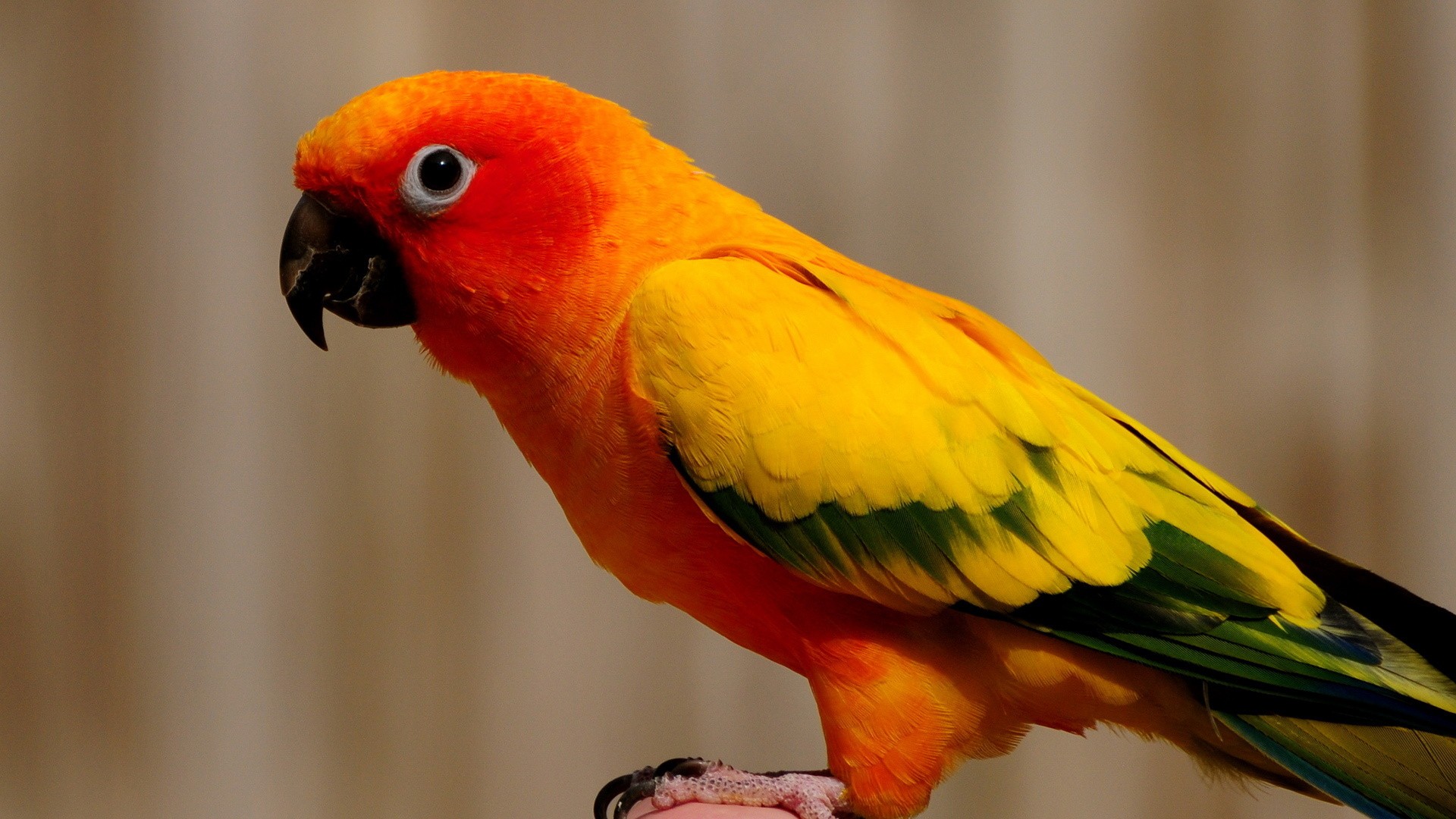These wallpapers are high definition and available in wide range of sizes and resolutions. Download Sun Conure Parrots HD Wallpapers absolutely free for ...
