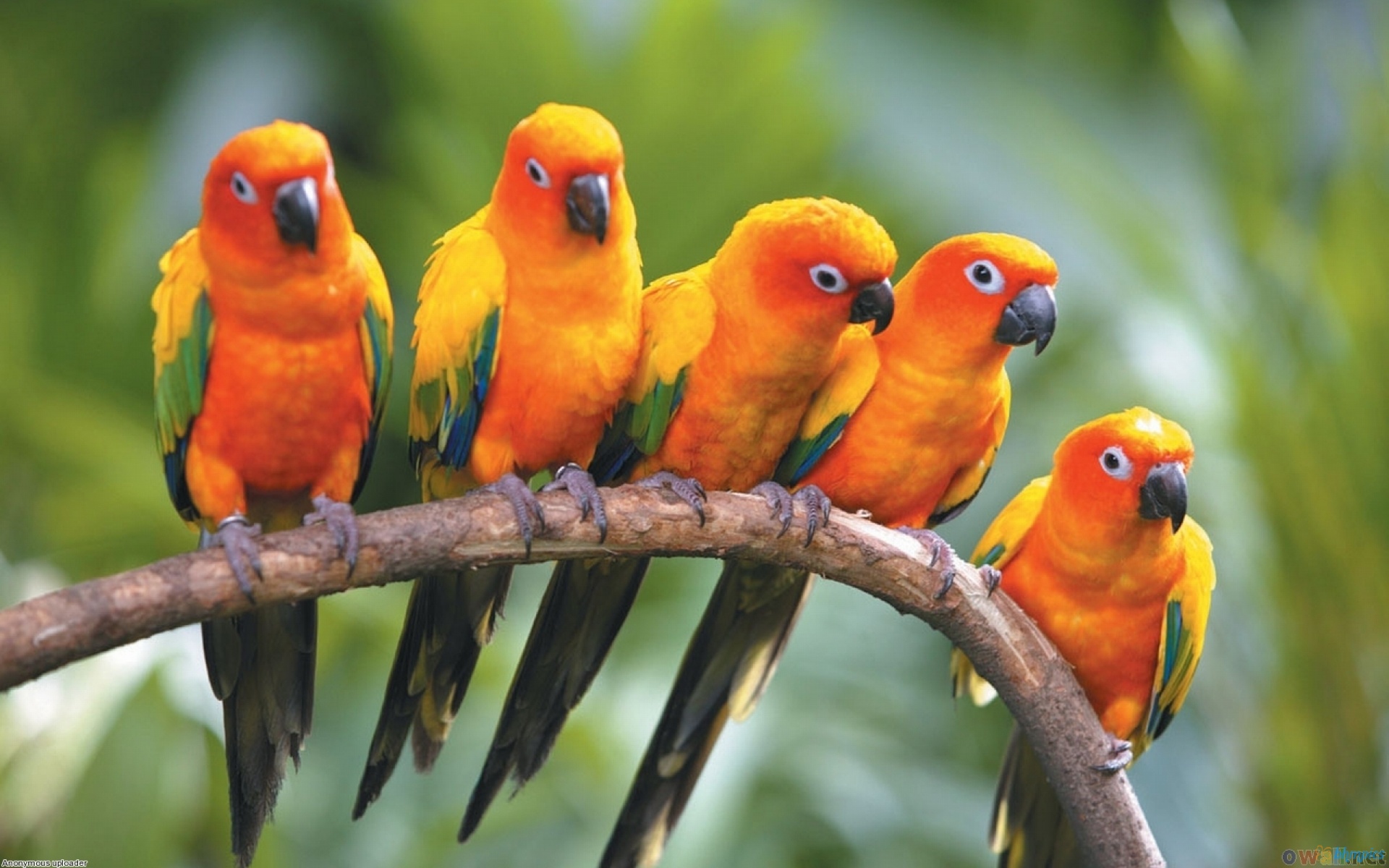 Sun Conure Parrots HD wallpapers