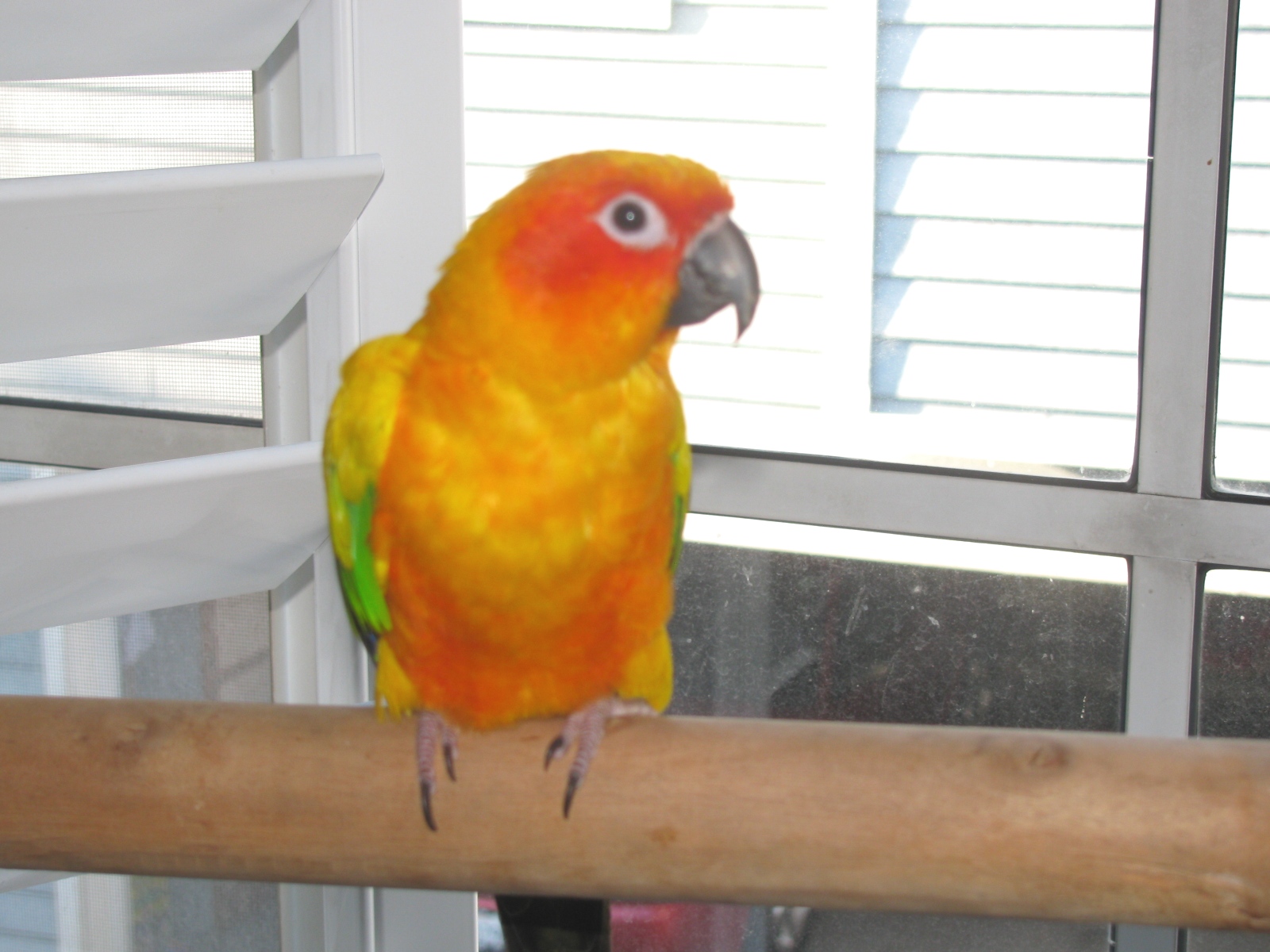 It would be glamorous to show off my beautiful flighted sun conure parrot outside in public by letting her free flight outside. I could have people come up ...