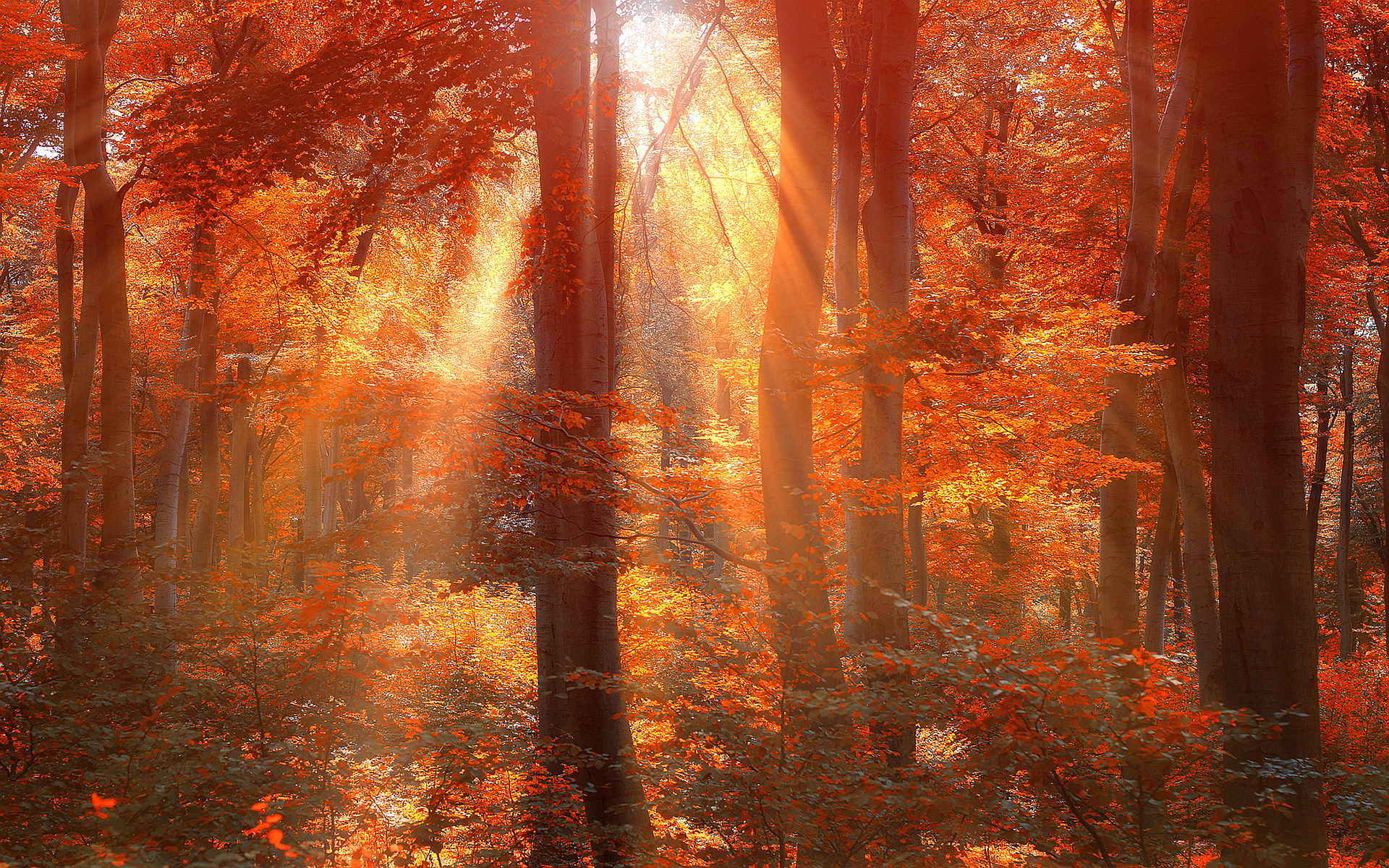 Sun rays autumn forest