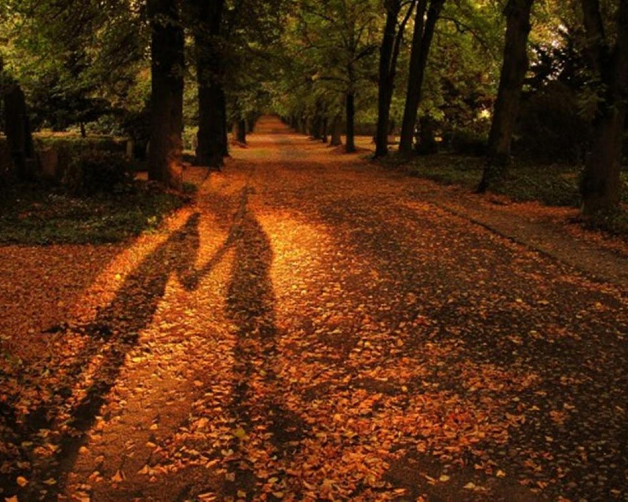 Wallpaper Tags: orange shadow nature fall leaves silhouettes