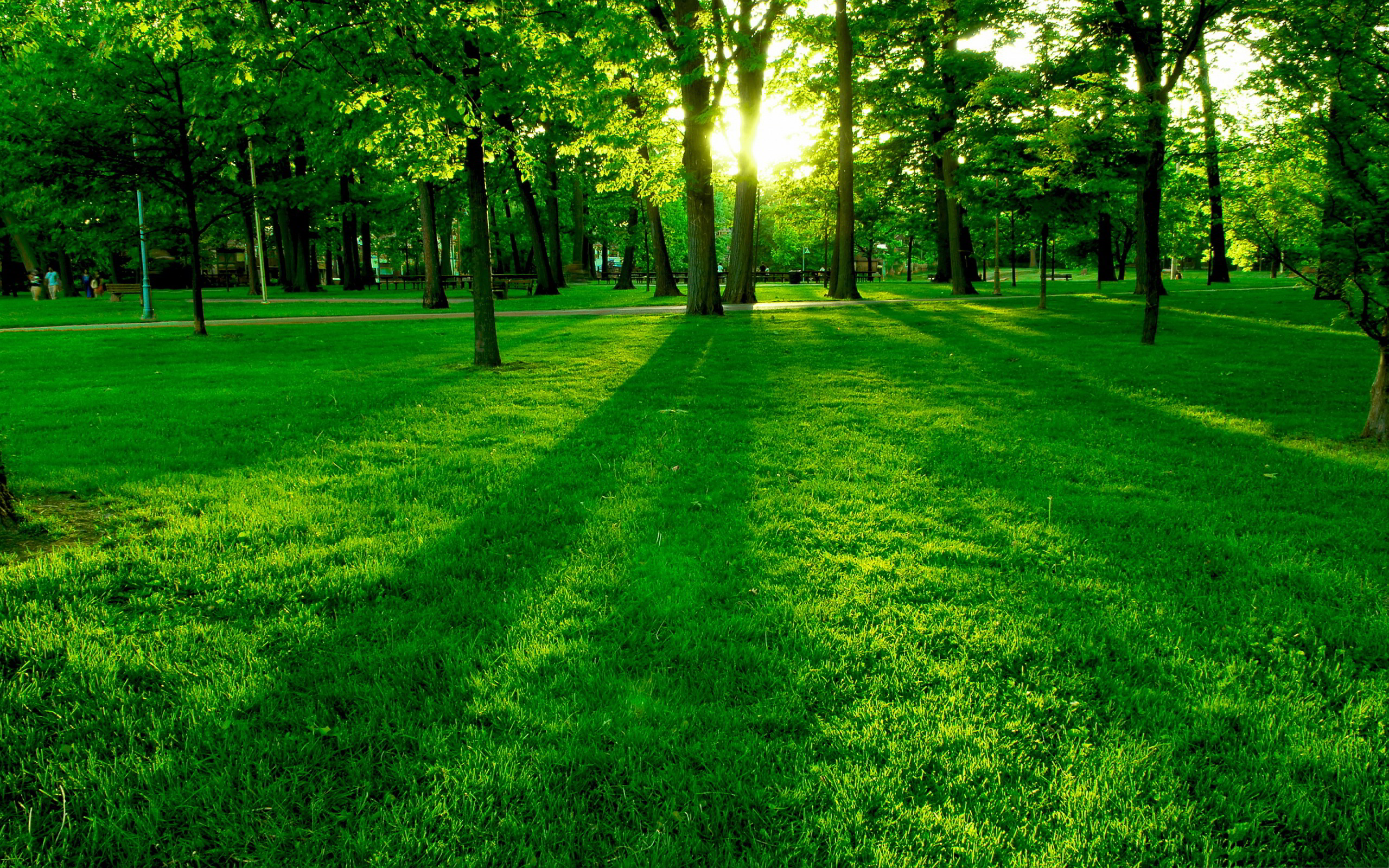 Sunbeams in park Wallpapers Pictures Photos Images. «