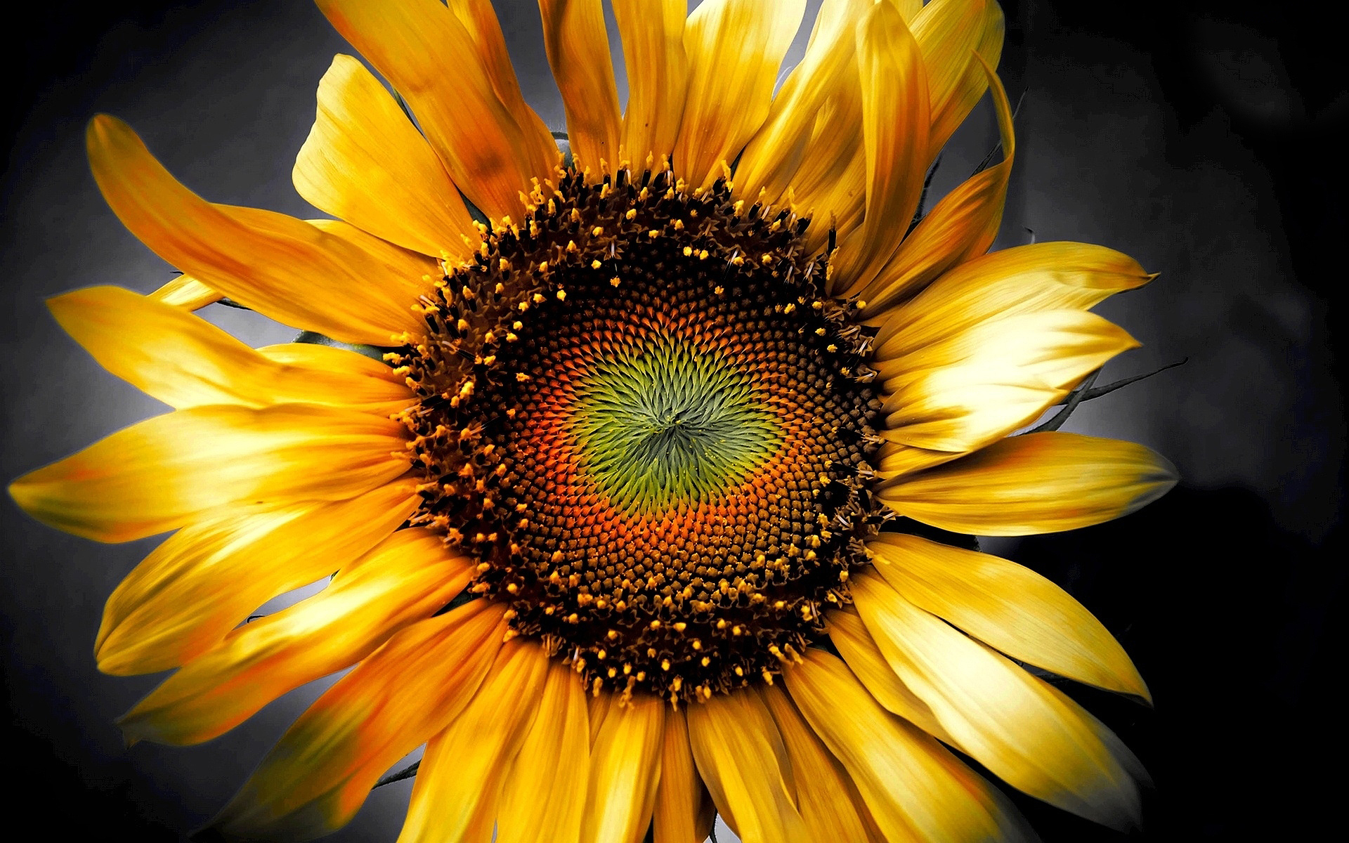 SUnflower Art Wallpapers Pictures Photos Images. «