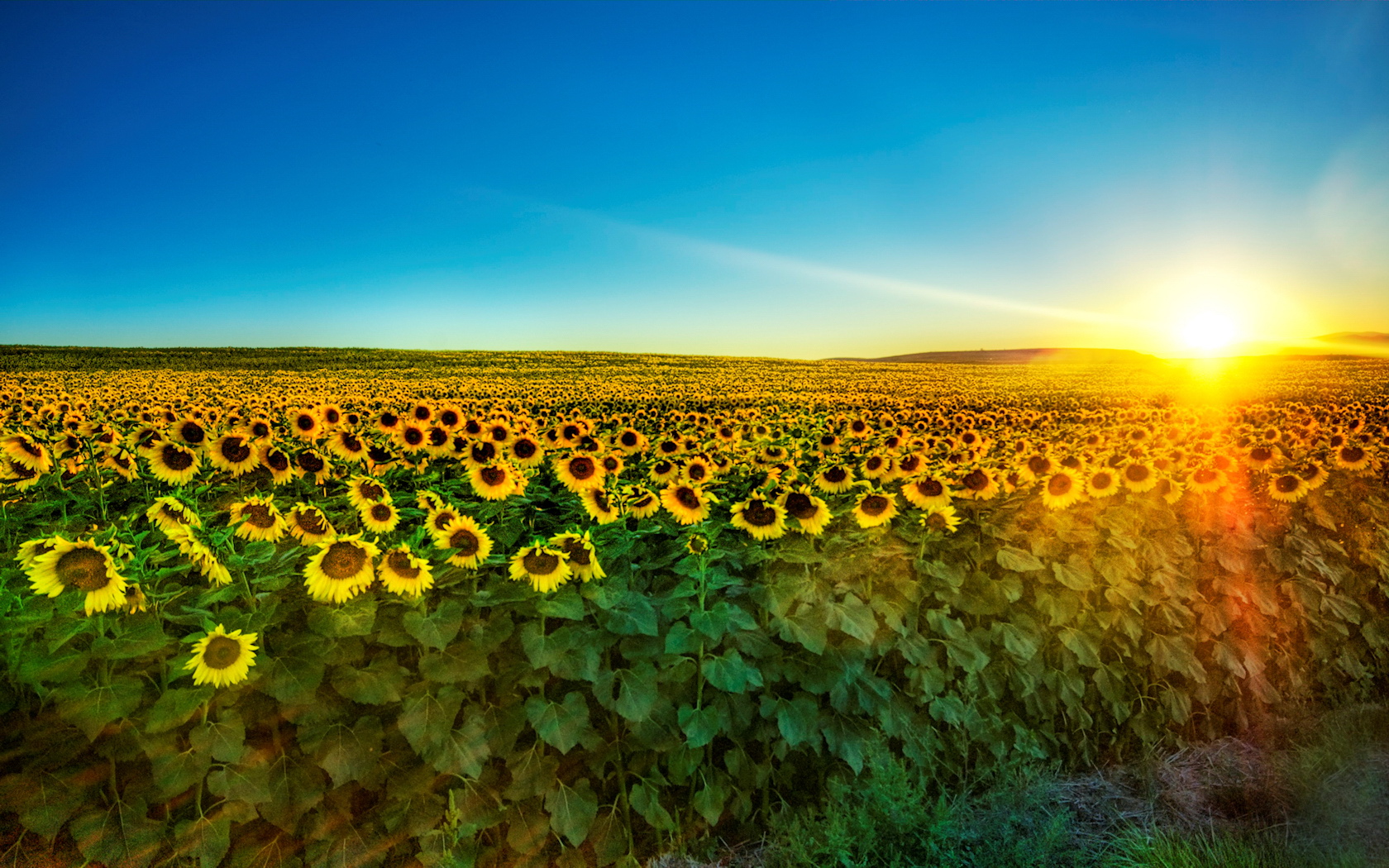 Sunflower Field Pictures