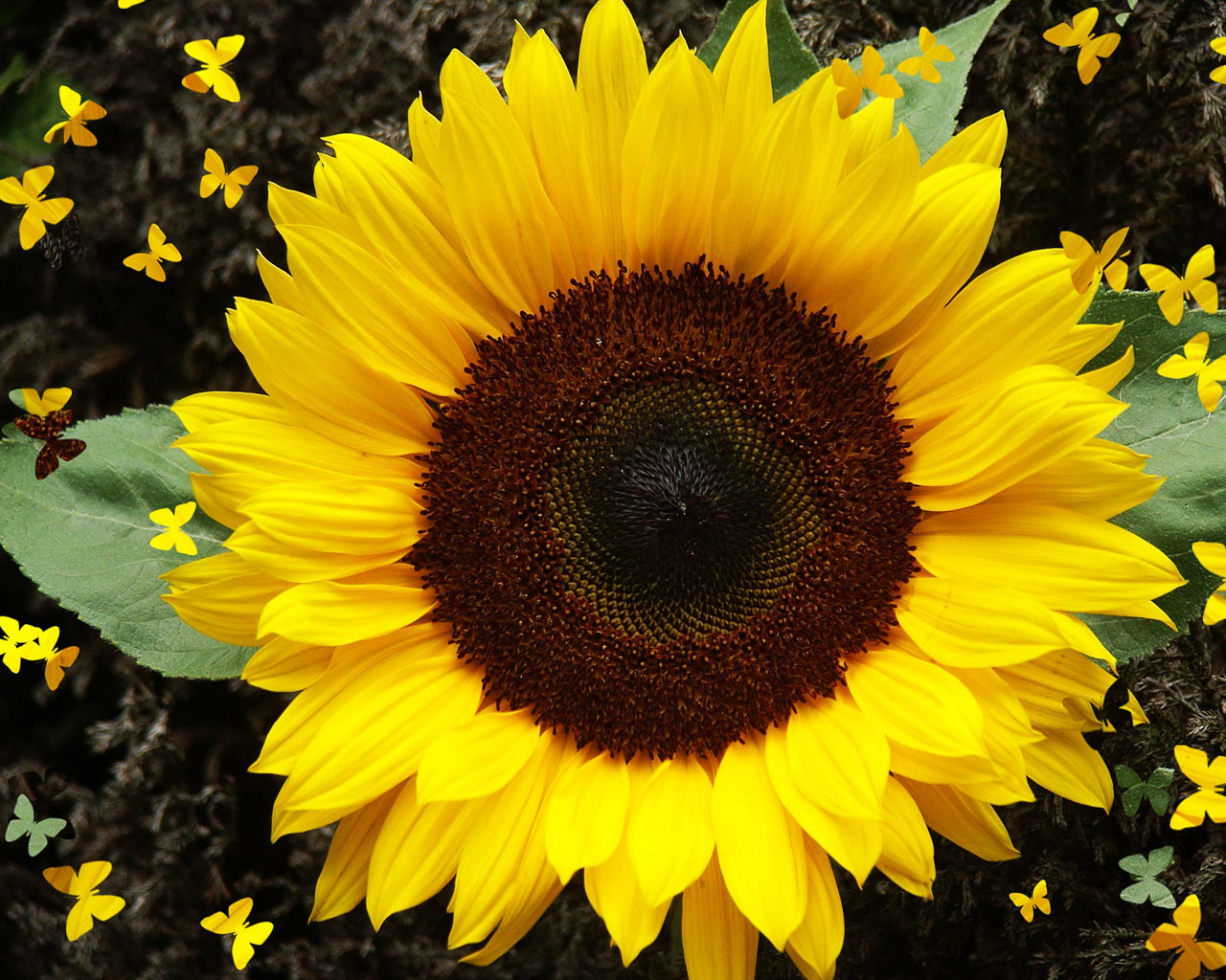 Beautiful Sunflower Pictures