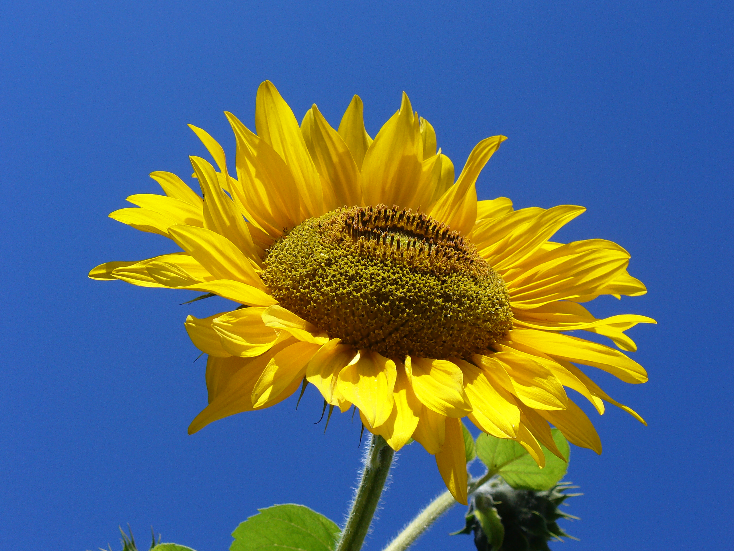 File:Sunflower from Silesia.JPG