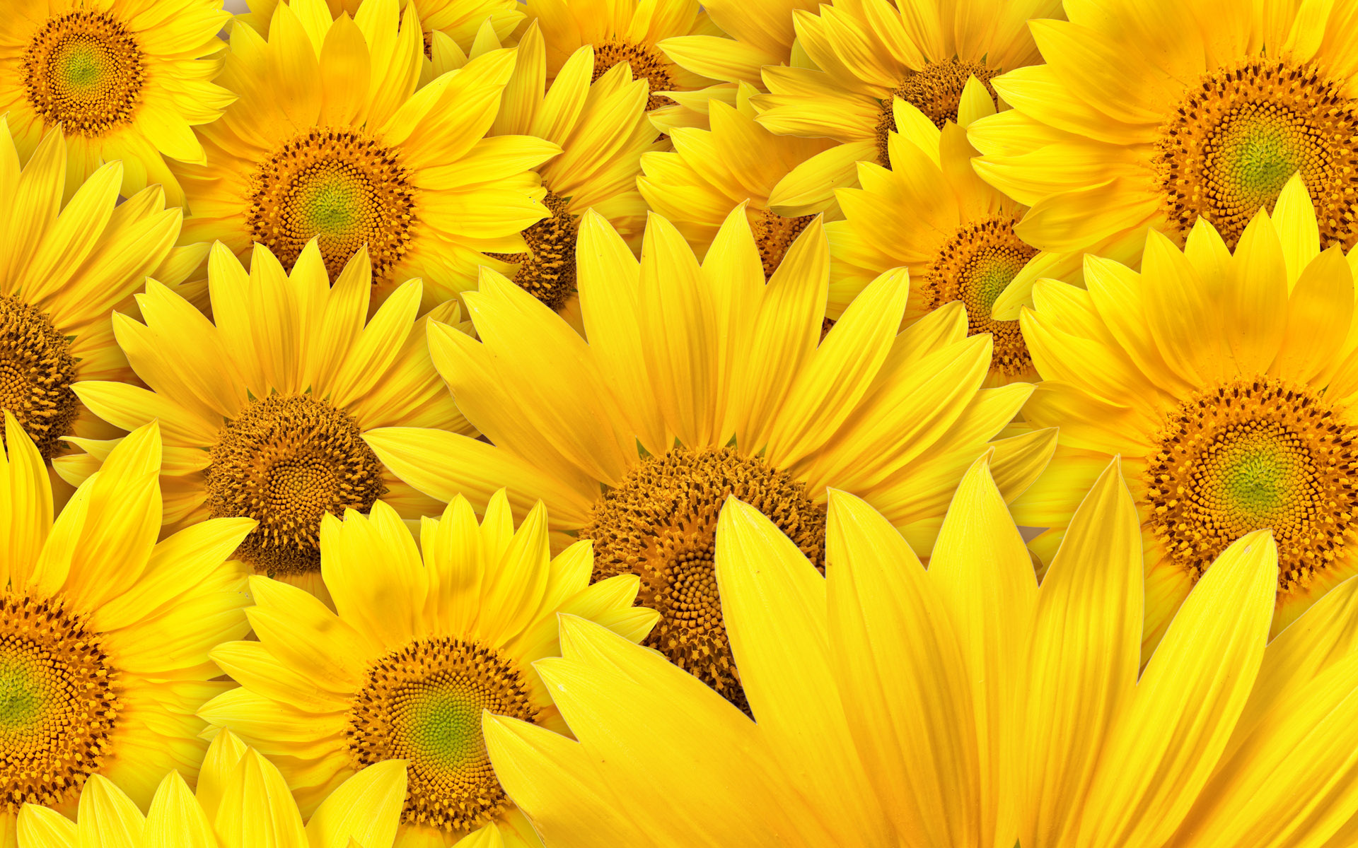 awesome sunflower high resolution wallpaper