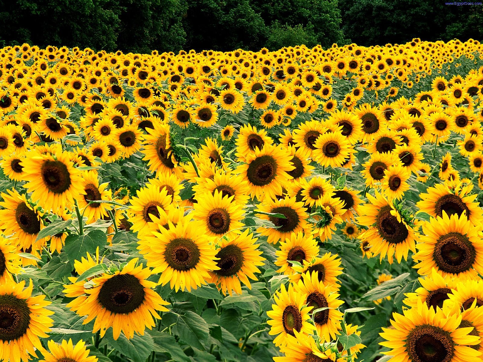 Field of sunflowers photo: ...