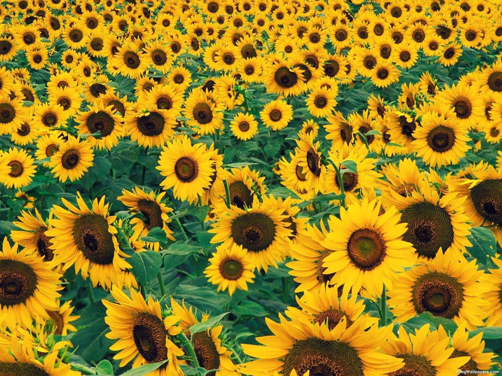 Sunflowers are an all-time garden favourite. They are very easy to grow, making this an ideal garden project for the very young to learn about growing ...
