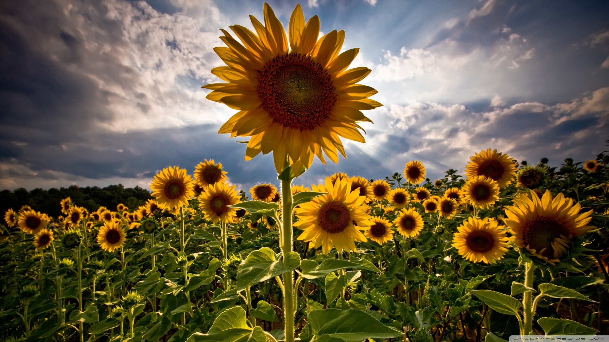 Sunflowers hd