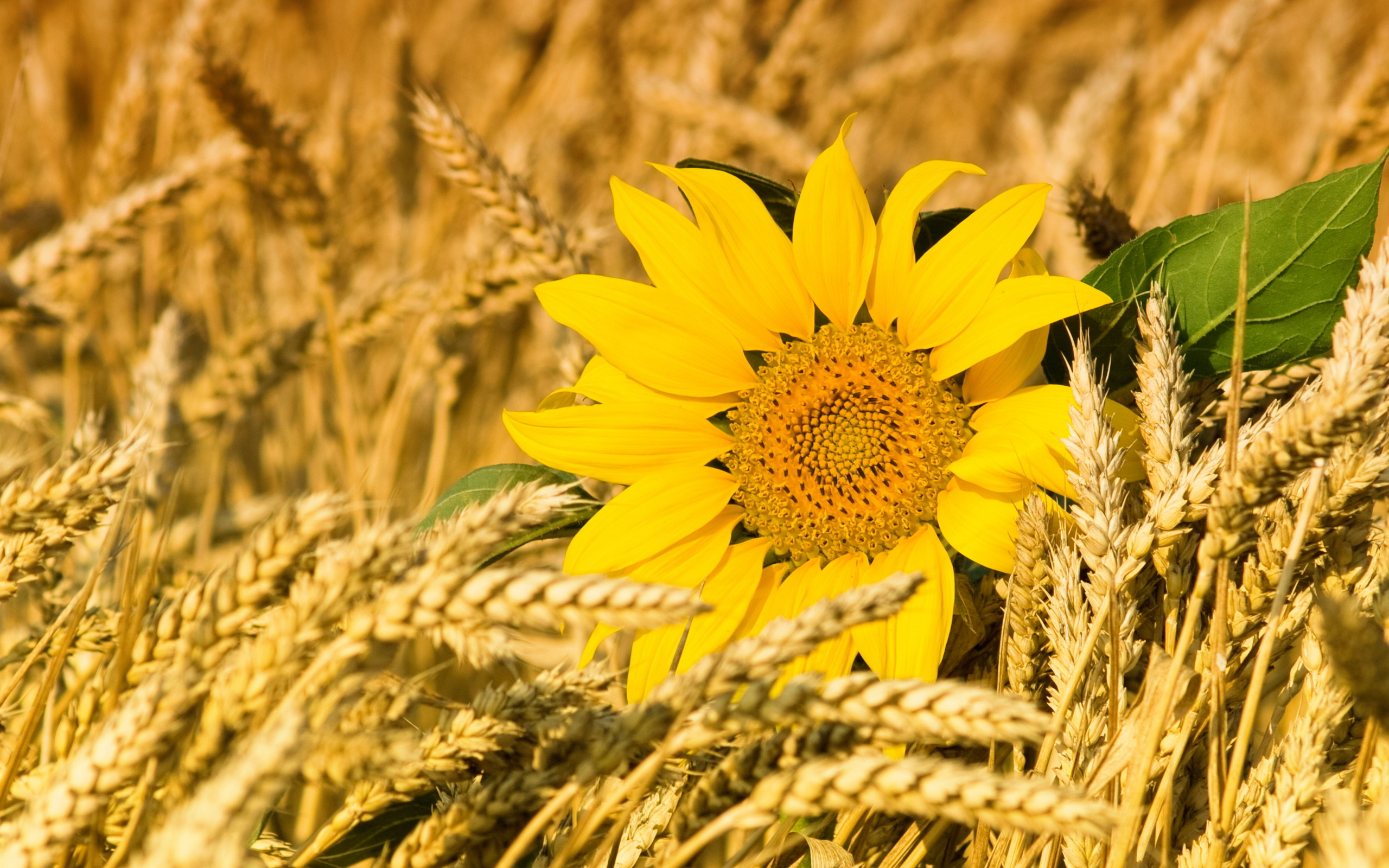 Sunflowers wheatfield