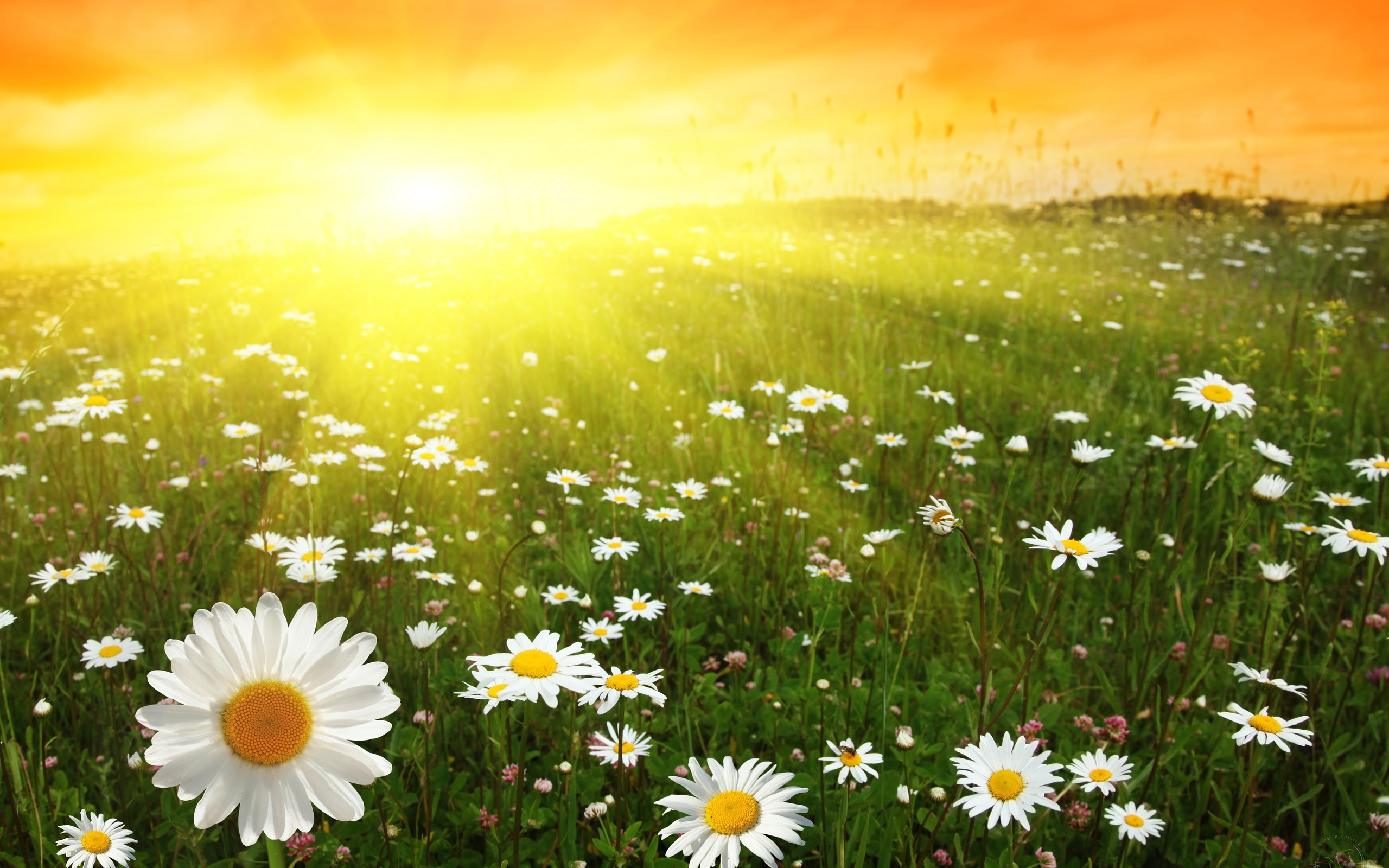 Lovely Sunny Day in the Field - HD Wallpapers