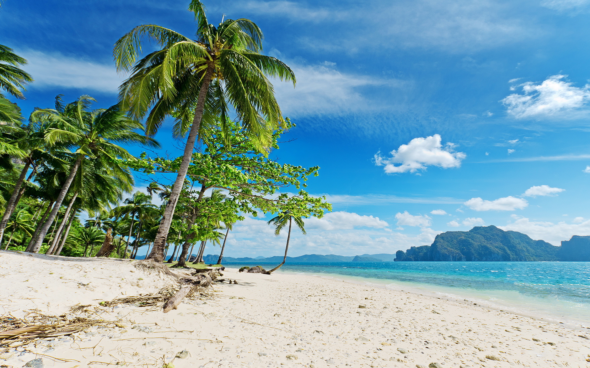 Sunny tropical beach palms