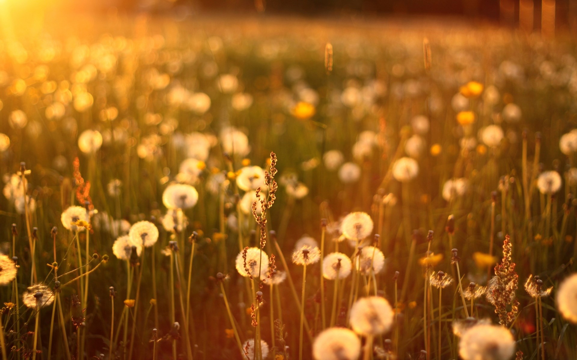 Sunset Dandelions Field Nature