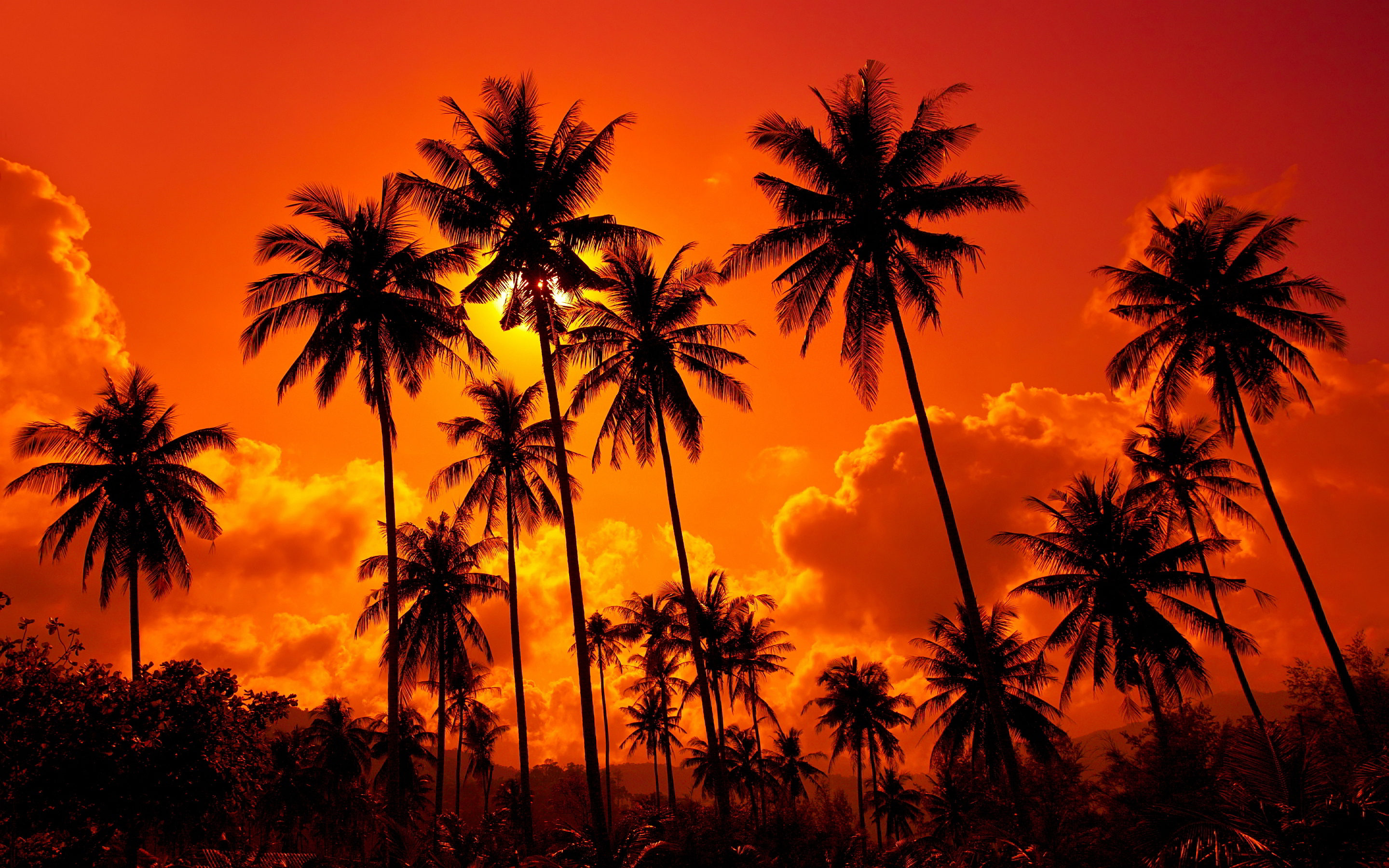 Red sunset palms