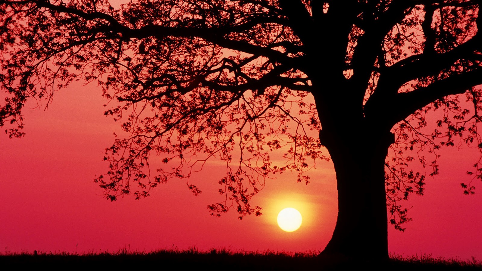 Sunset tree twigs