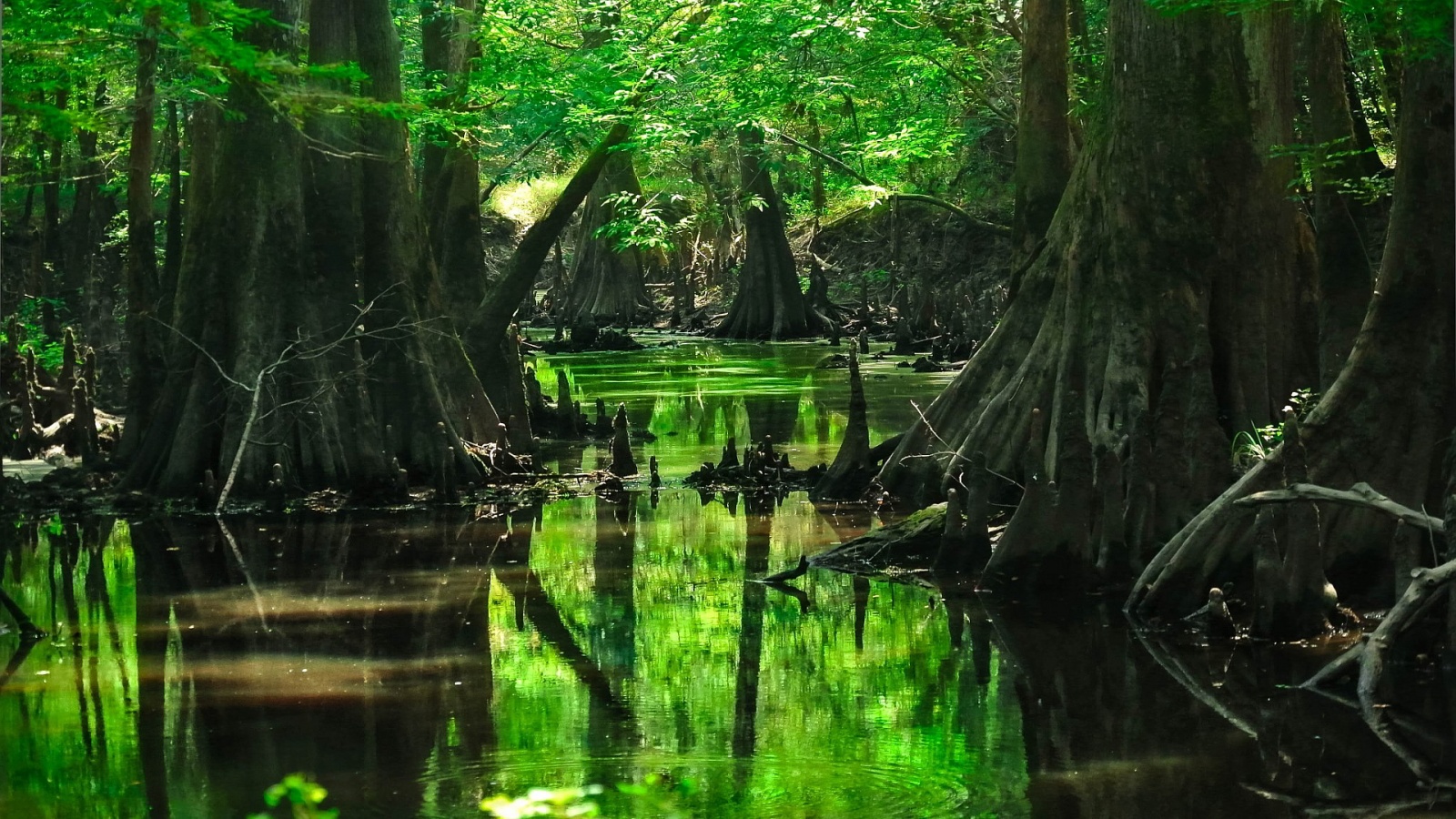 Swamp HD