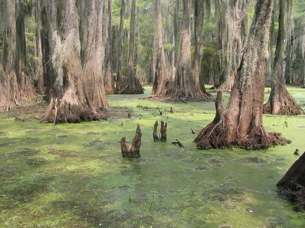 ... Landscape: Semi-permanently flooded Swamp ...