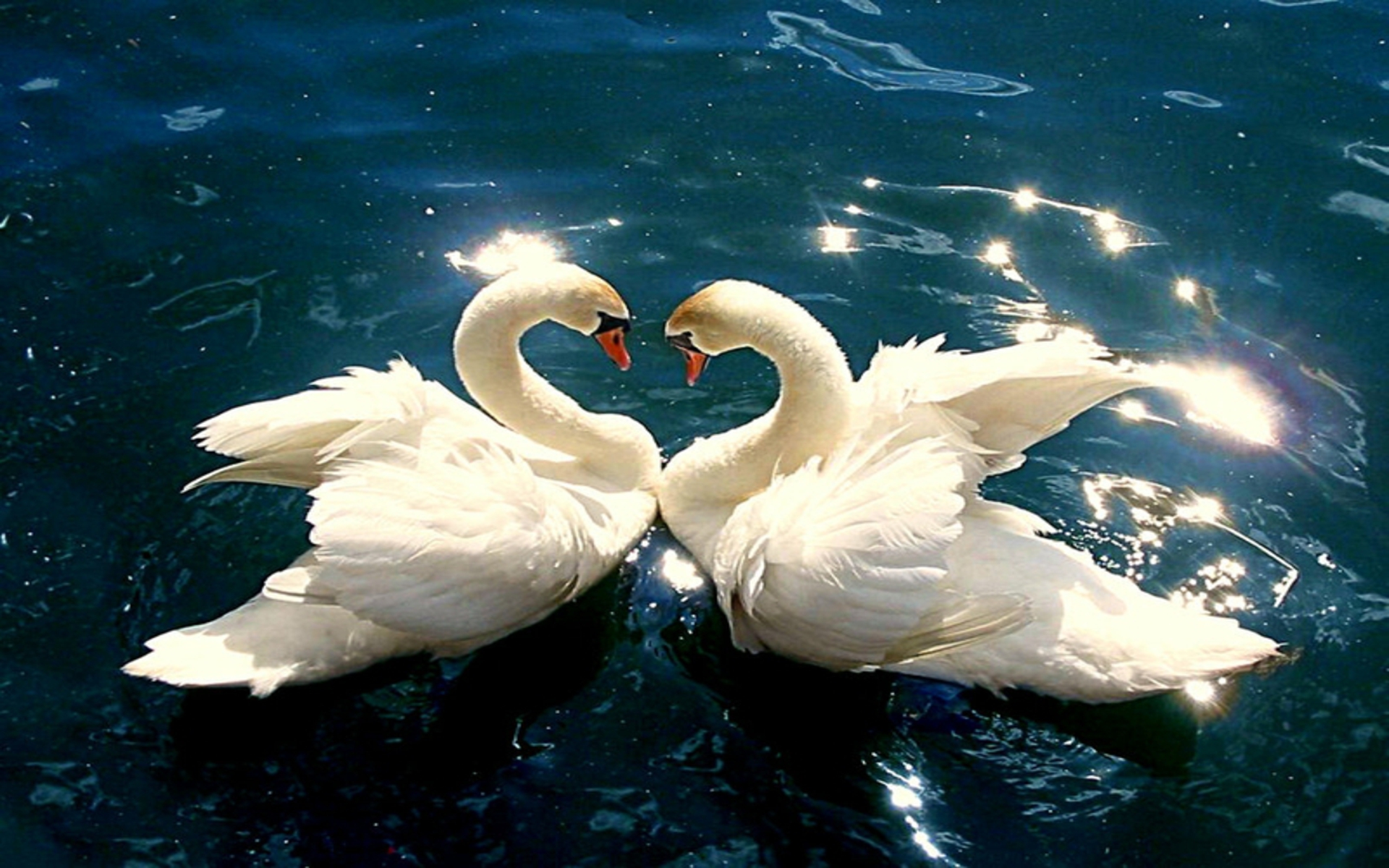 DOWNLOAD: Swans pictures.jpg free picture 2560 x 1600