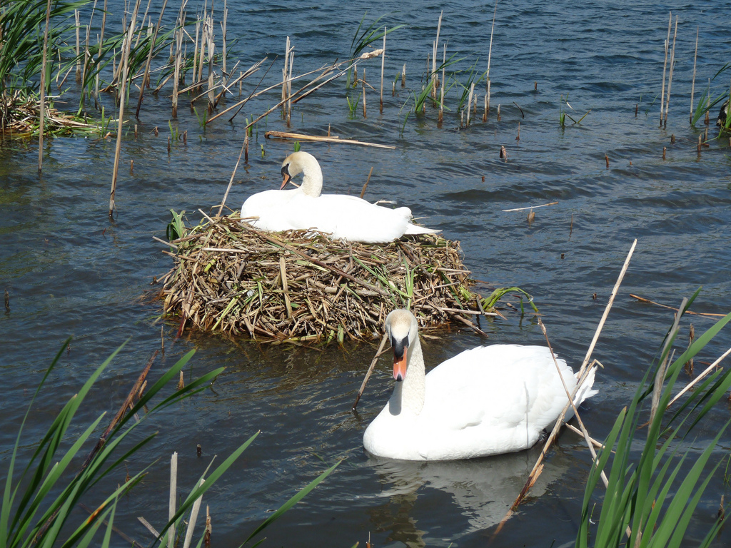 Mute Swan Nest