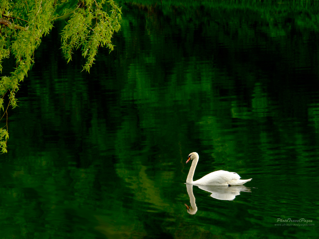 White Swan in a Pond