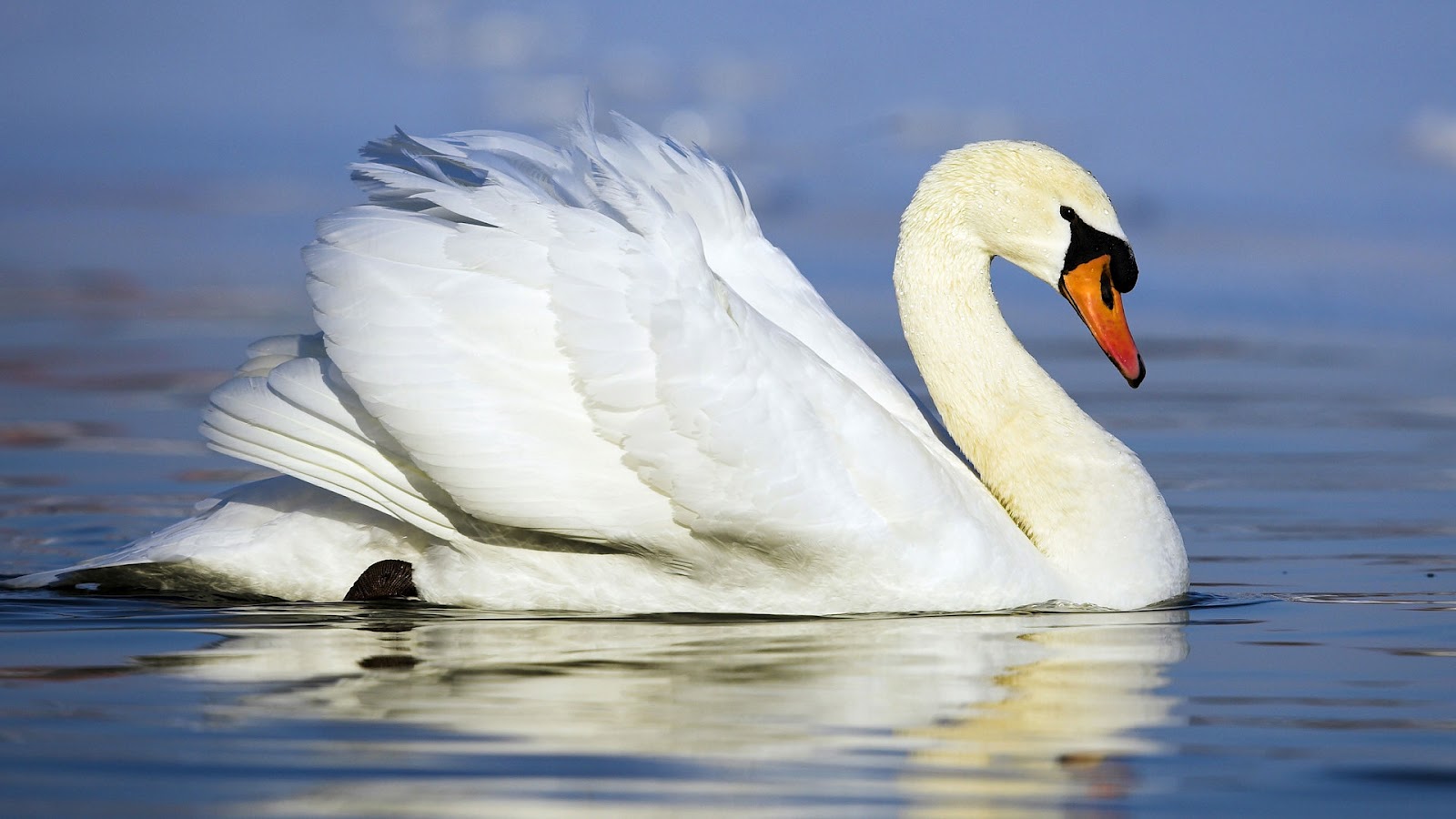 White Swans Wallpaper white swan swimming in the