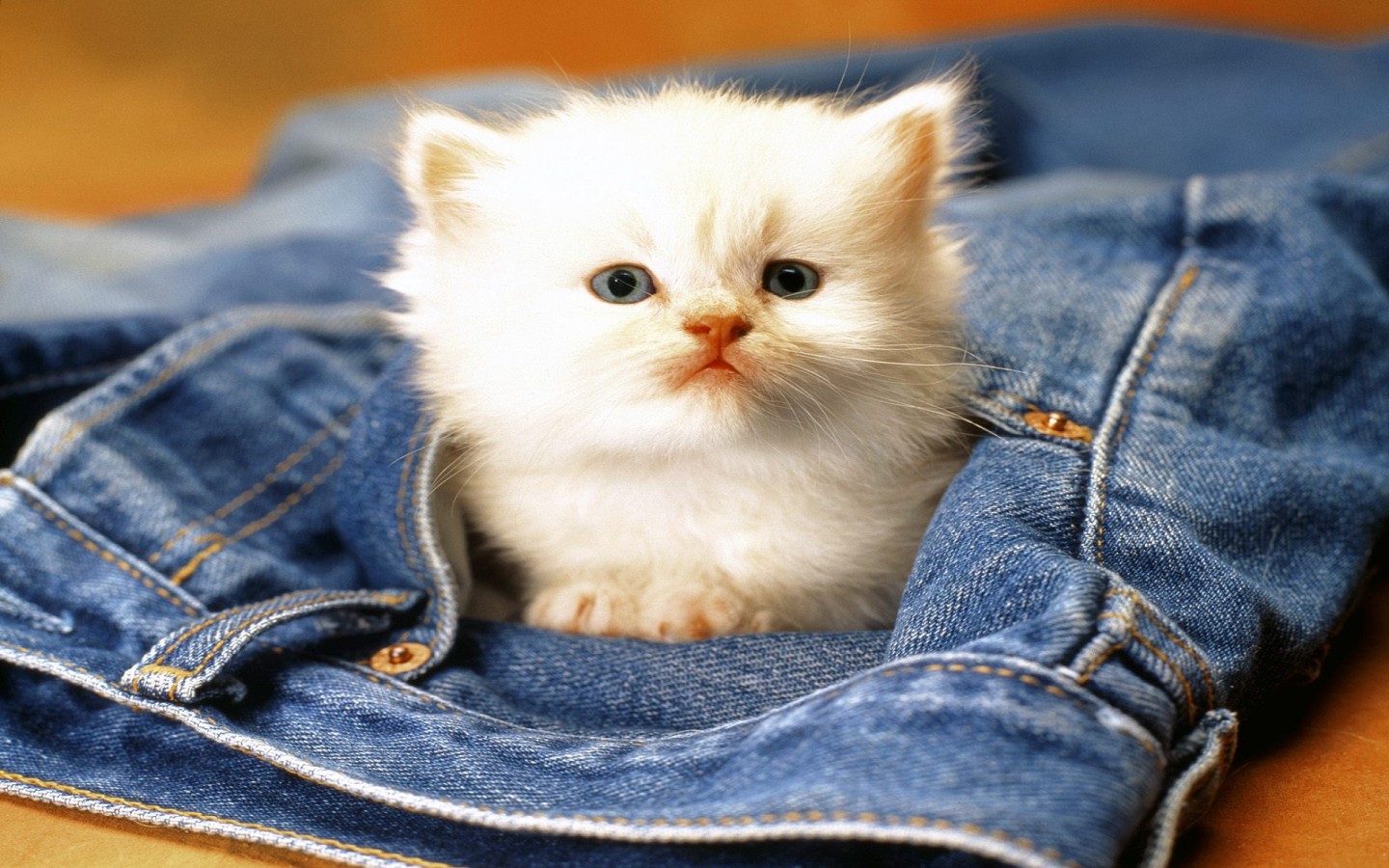 Sweet cat sitting in jeans